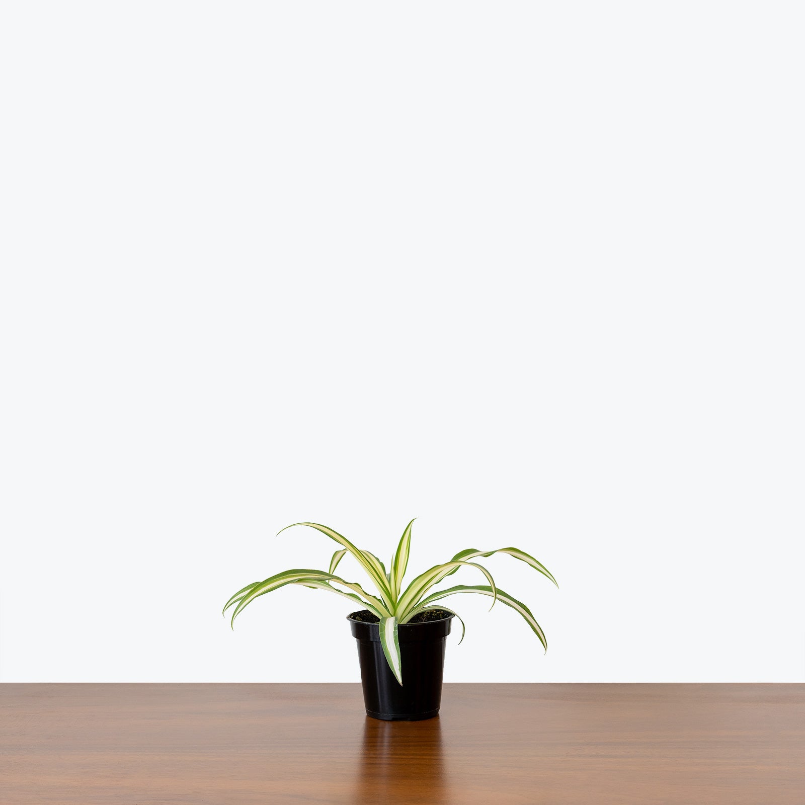 Variegated Spider Plant | Chlorophytum comosum 'Variegatum' | Care Guide and Pro Tips - Delivery from Toronto across Canada - JOMO Studio