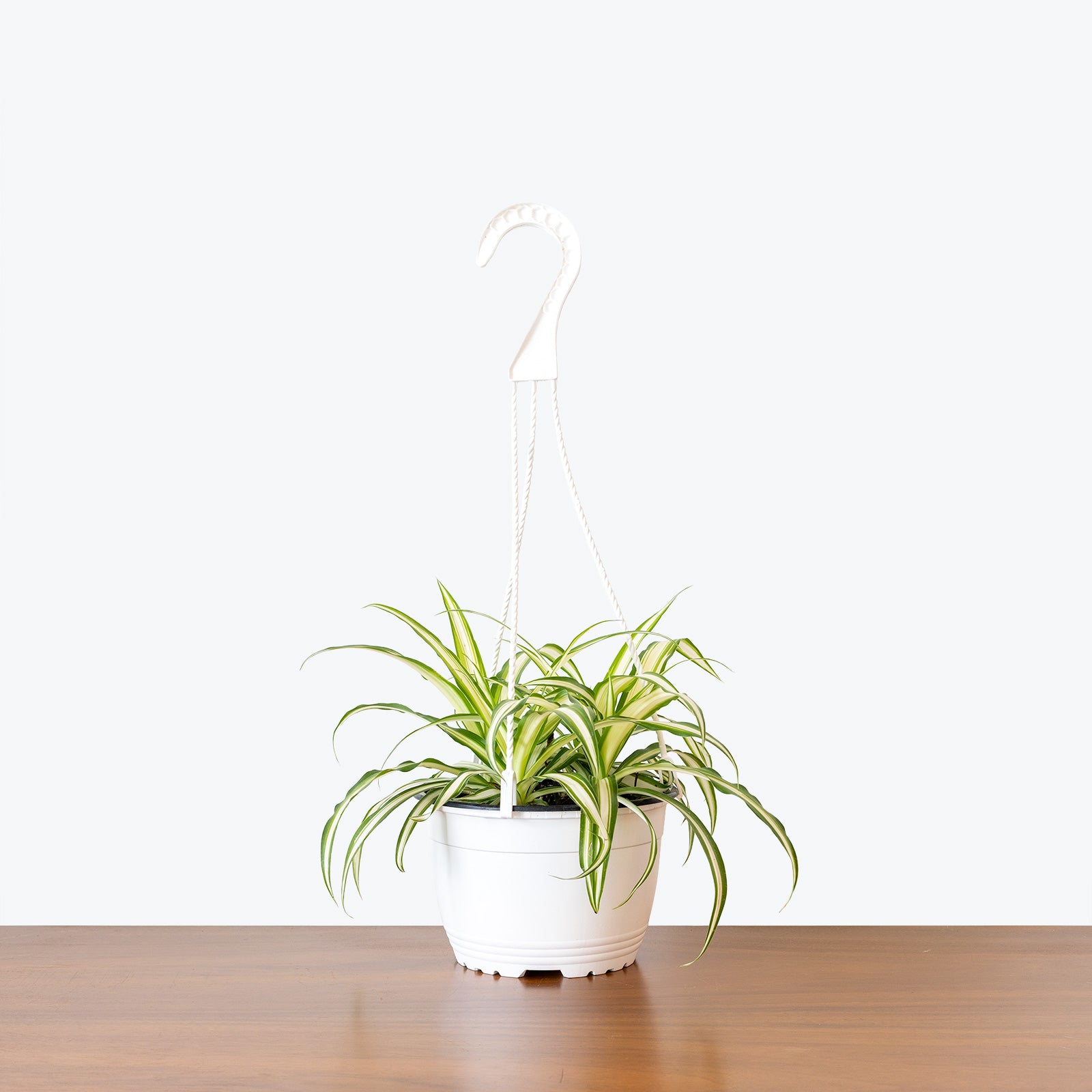 Variegated Spider Plant | Chlorophytum comosum 'Variegatum' | Care Guide and Pro Tips - Delivery from Toronto across Canada - JOMO Studio