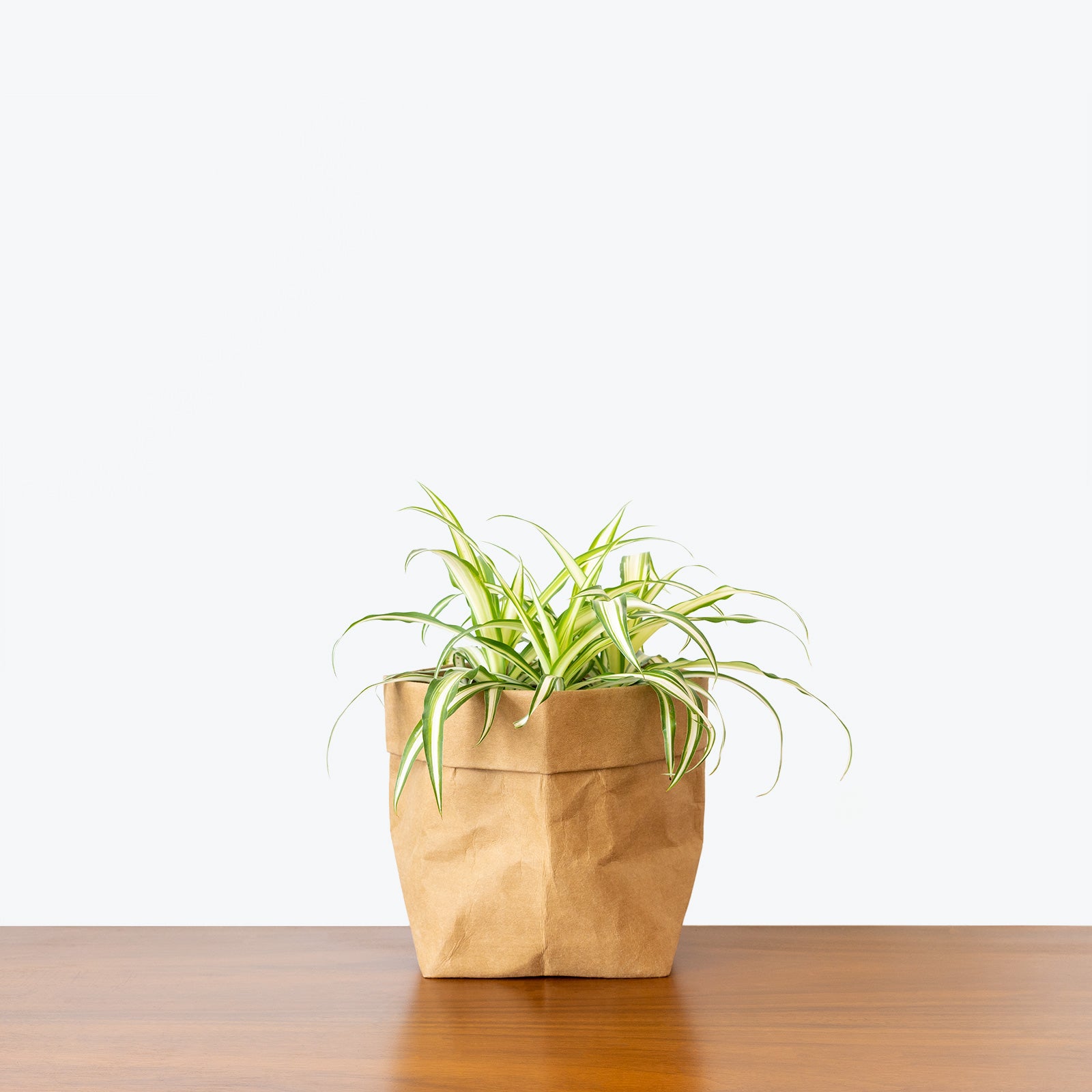 Variegated Spider Plant | Chlorophytum comosum 'Variegatum' | Care Guide and Pro Tips - Delivery from Toronto across Canada - JOMO Studio