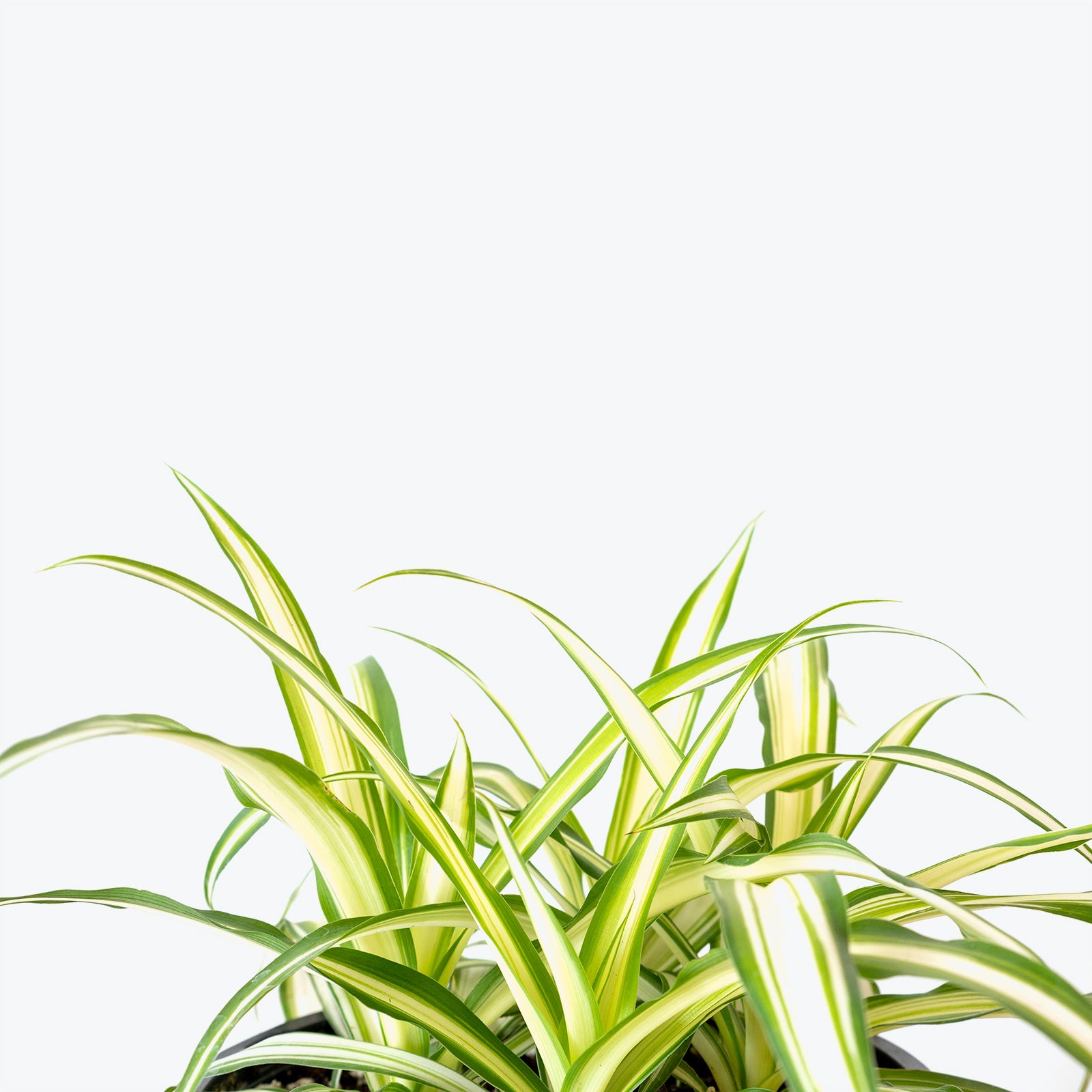 Spider Plant - Chlorophytum Comosum - House Plants Delivery Toronto - JOMO Studio