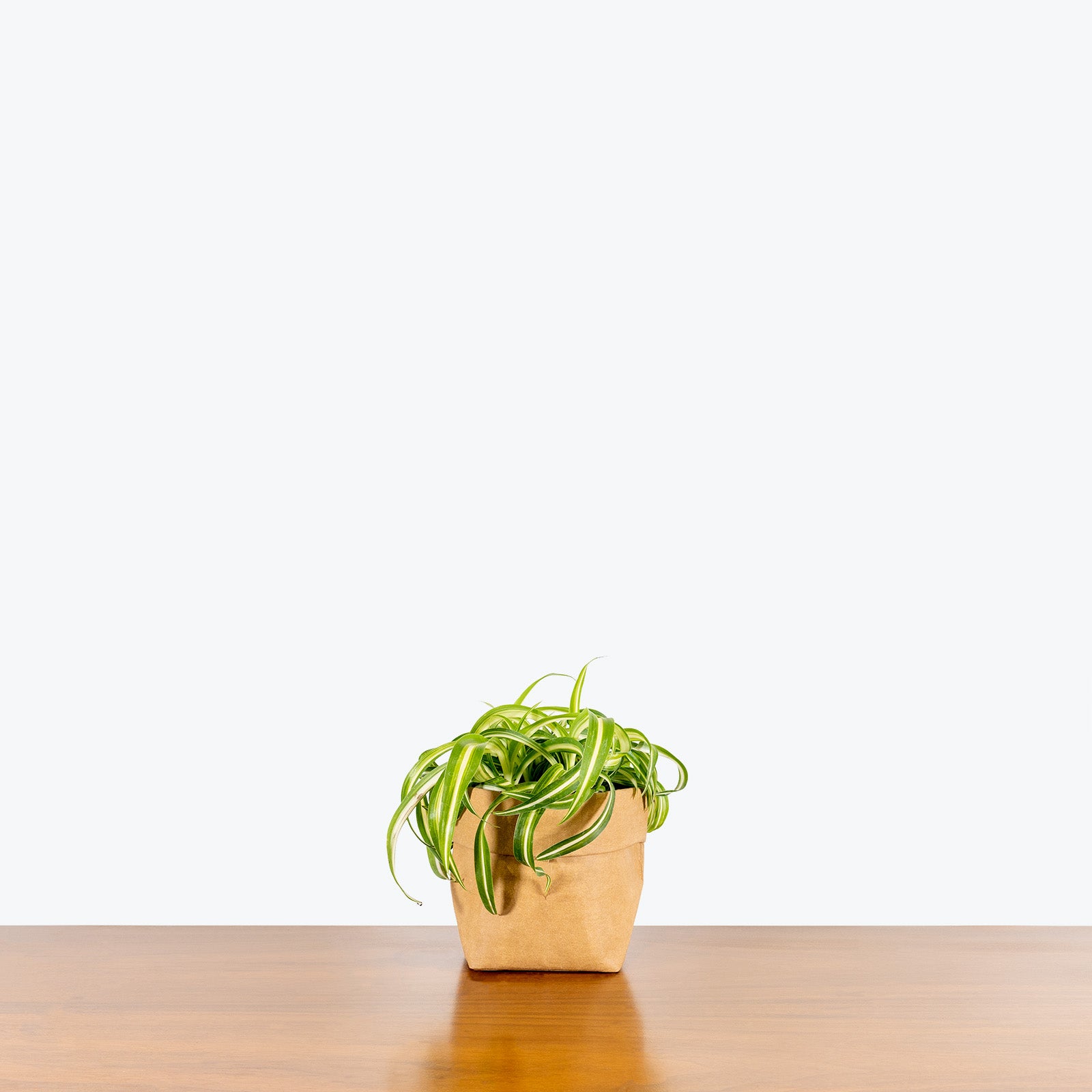 Spider Plant Curly Bonnie | Care Guide and Pro Tips - Delivery from Toronto across Canada - JOMO Studio