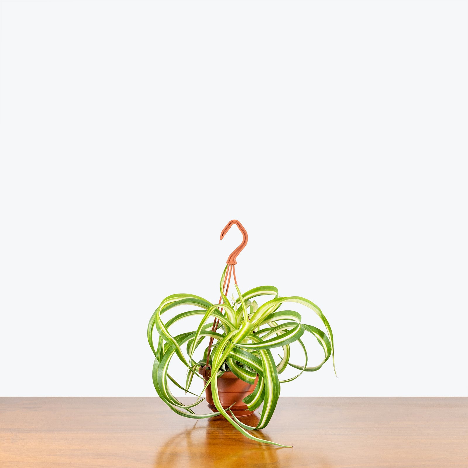 Spider Plant Curly Bonnie | Care Guide and Pro Tips - Delivery from Toronto across Canada - JOMO Studio