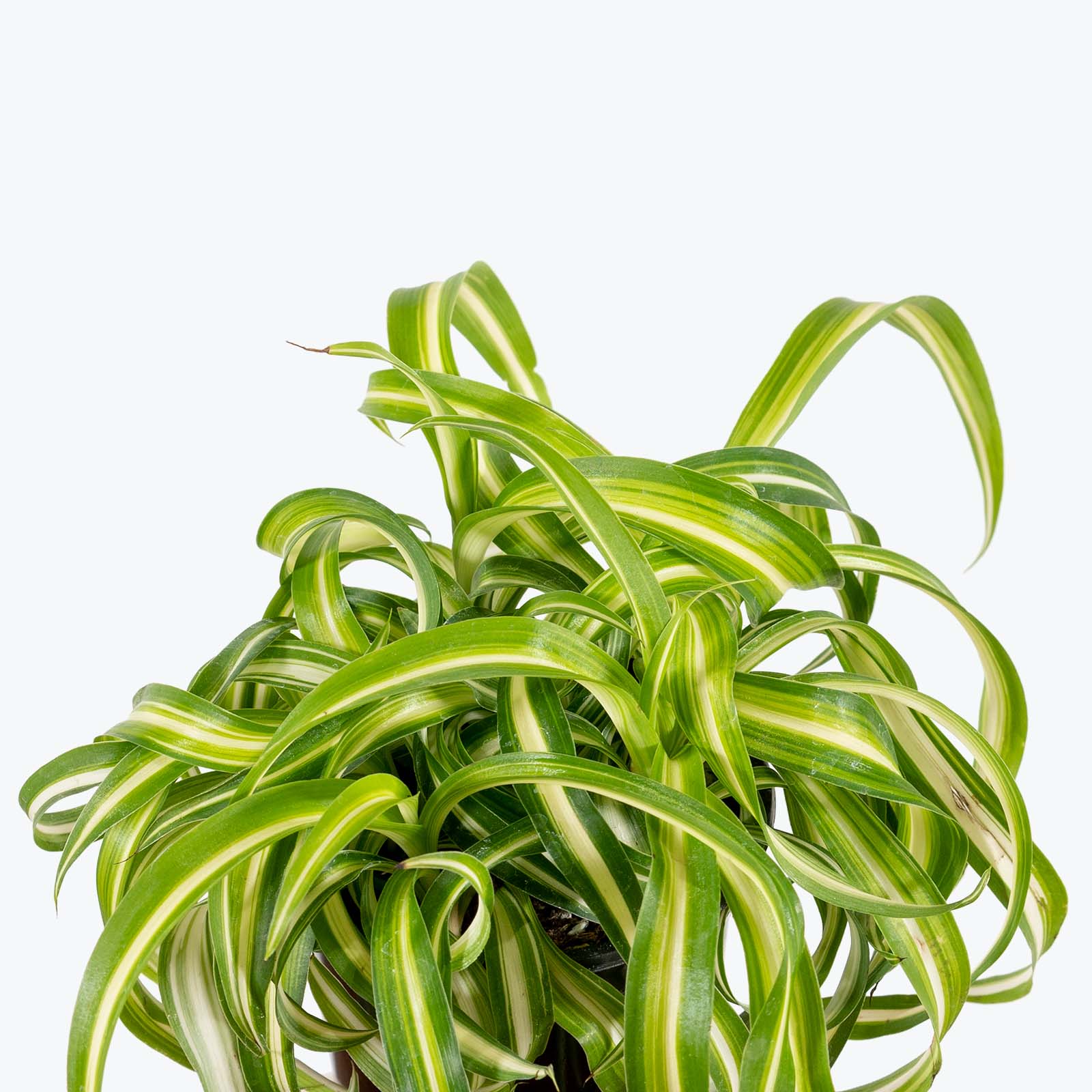 Spider Plant Curly Bonnie | Care Guide and Pro Tips - Delivery from Toronto across Canada - JOMO Studio