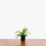 Spider Plant Green — 4" Pot