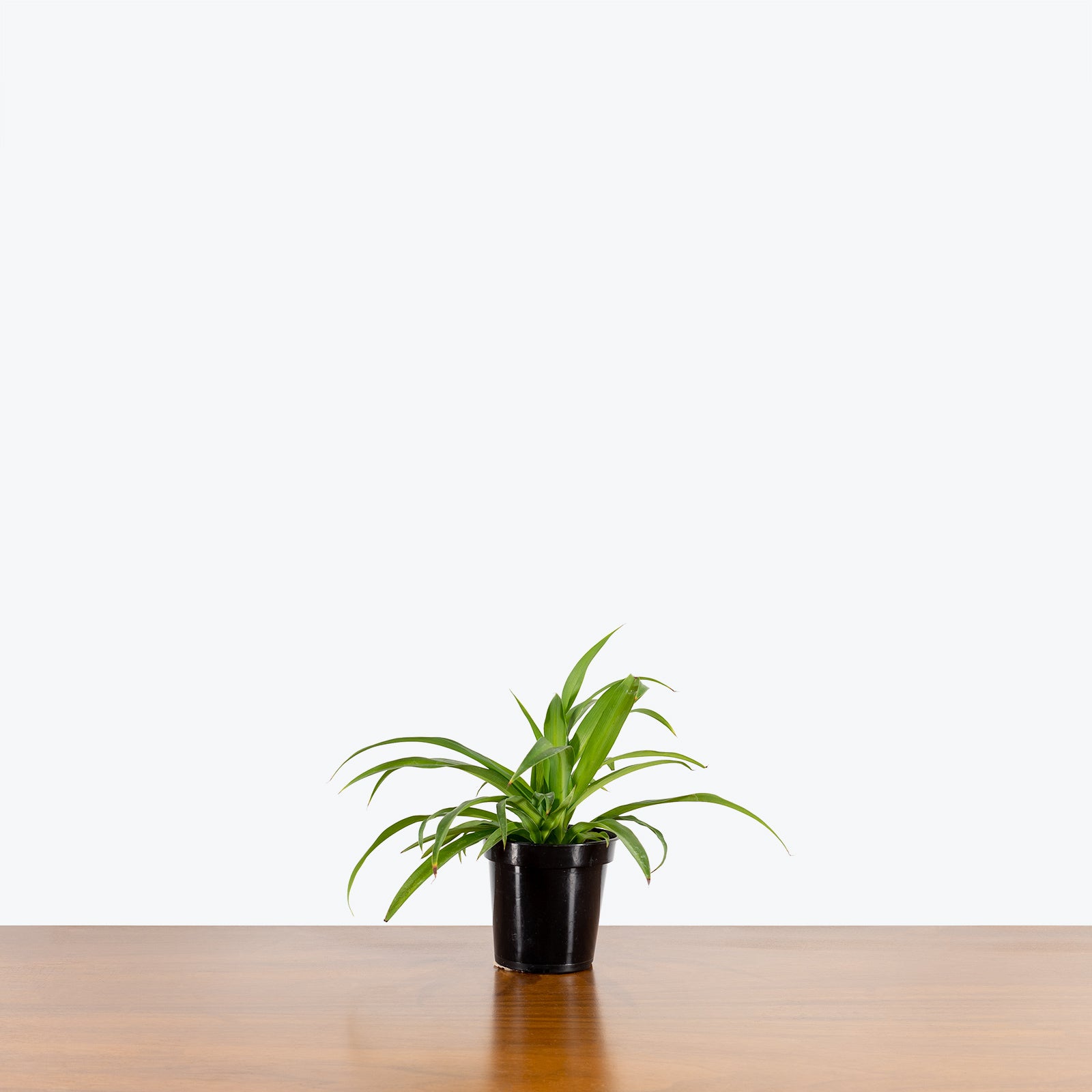 Spider Plant - Chlorophytum Comosum - House Plants Delivery Toronto - JOMO Studio
