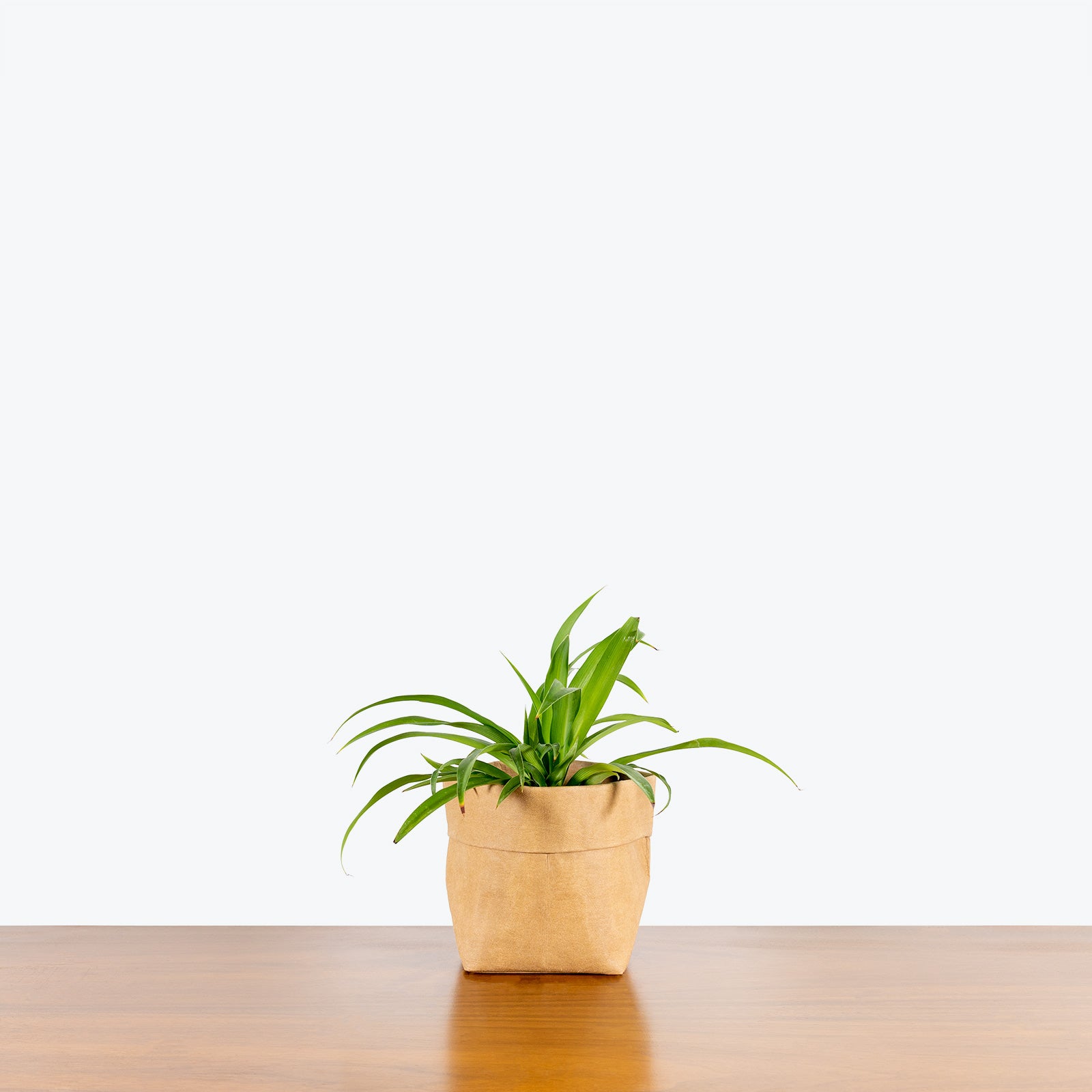 Spider Plant - Chlorophytum Comosum - House Plants Delivery Toronto - JOMO Studio