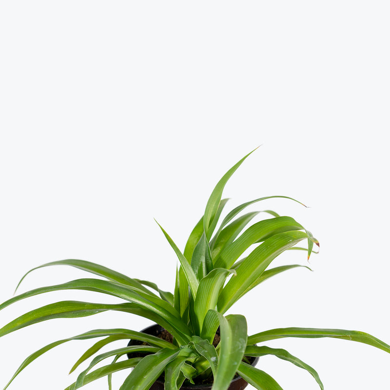 Spider Plant | Chlorophytum Comosum | Easy Care Pet Friendly Houseplants for Delivery | Care Guide and Pro Tips