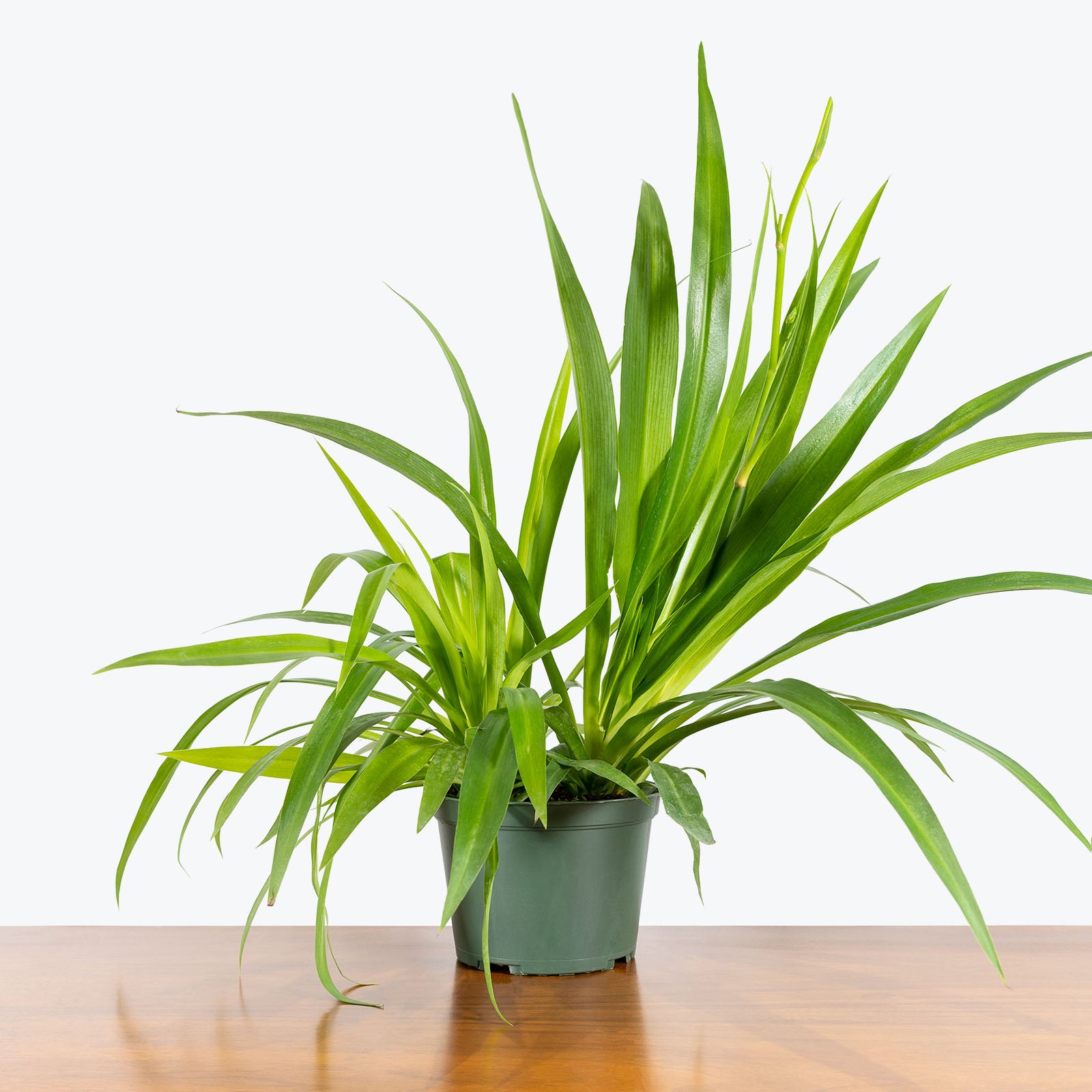 Spider Plant - Chlorophytum Comosum - House Plants Delivery Toronto - JOMO Studio