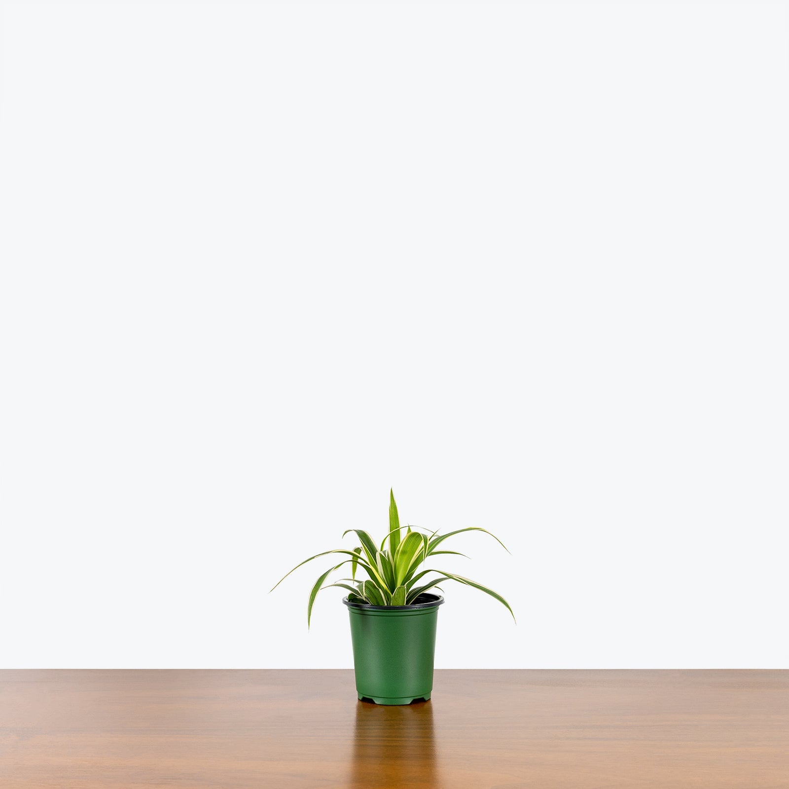 Spider Plant Reverse Variegated | Care Guide and Pro Tips - Delivery from Toronto across Canada - JOMO Studio