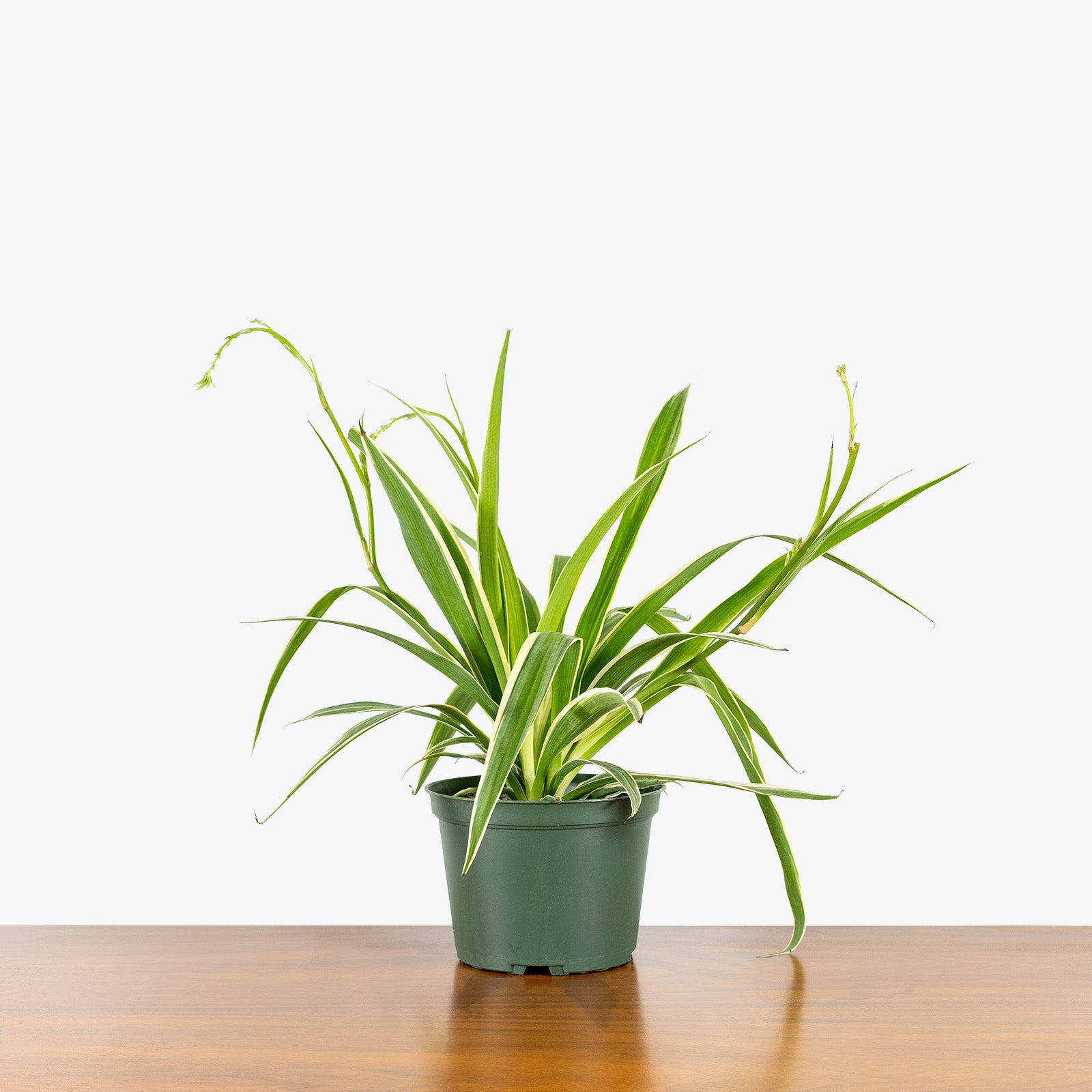 Spider Plant Reverse Variegated | Care Guide and Pro Tips - Delivery from Toronto across Canada - JOMO Studio