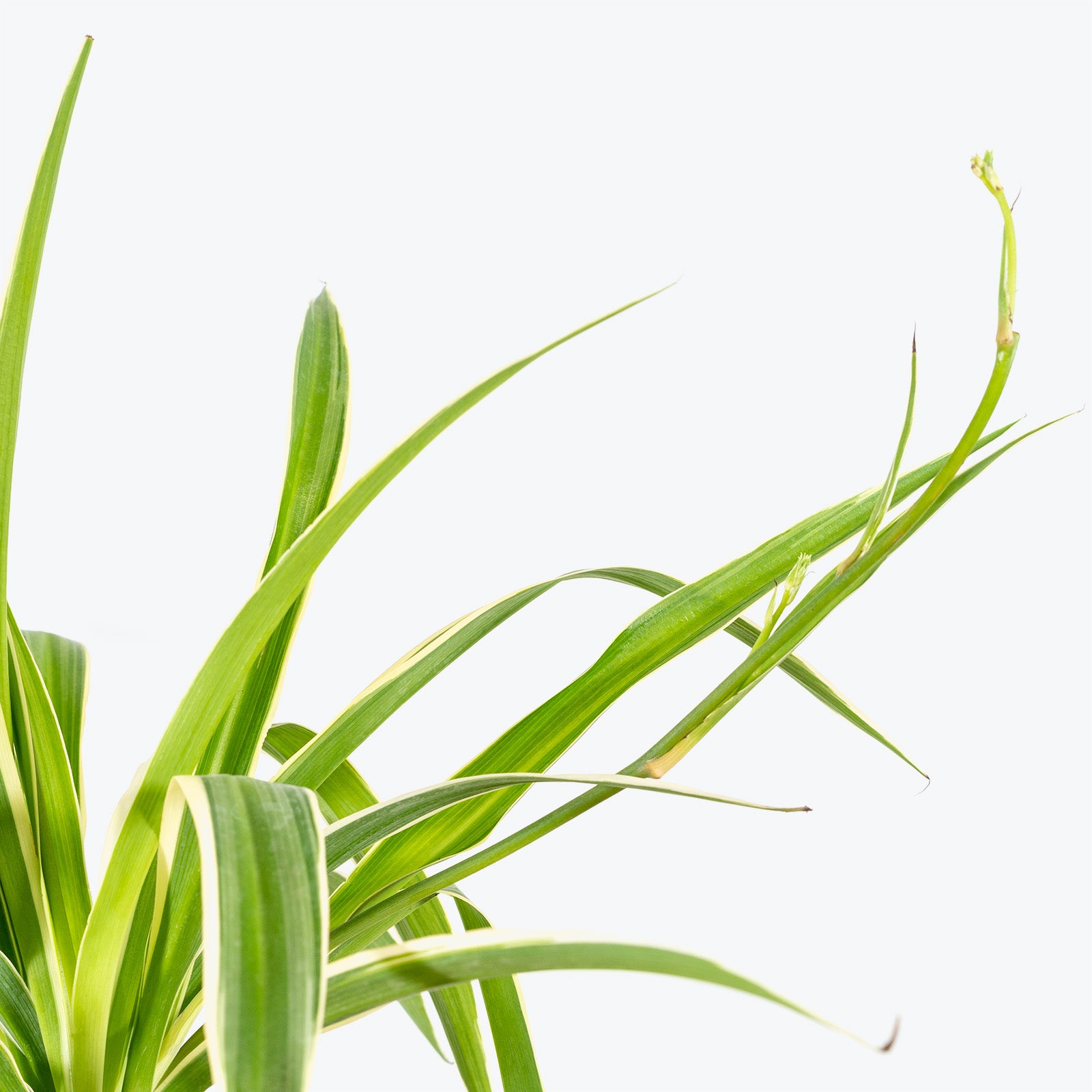 Spider Plant Reverse Variegated | Care Guide and Pro Tips - Delivery from Toronto across Canada - JOMO Studio