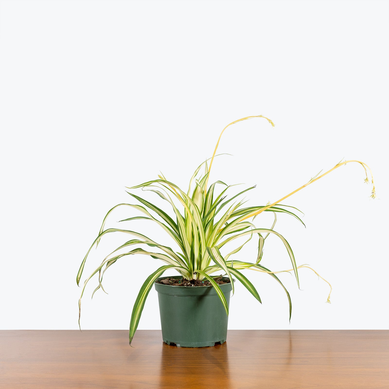 Variegated Spider Plant | Chlorophytum comosum 'Variegatum' | Care Guide and Pro Tips - Delivery from Toronto across Canada - JOMO Studio