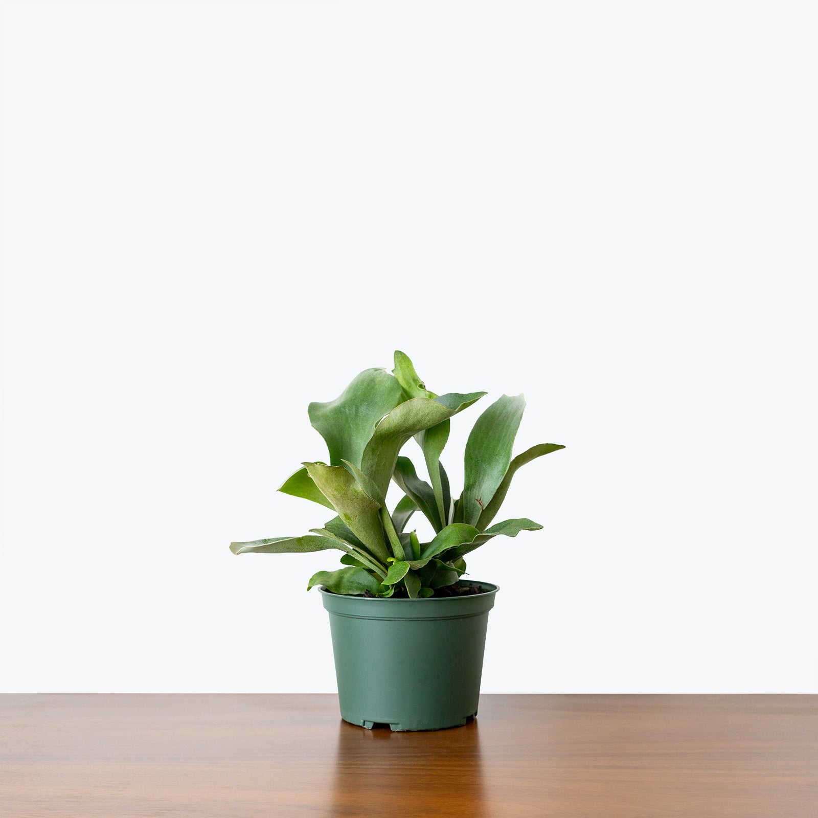 Staghorn Fern - Platycerium Bifurcatum - House Plants Delivery Toronto - JOMO Studio