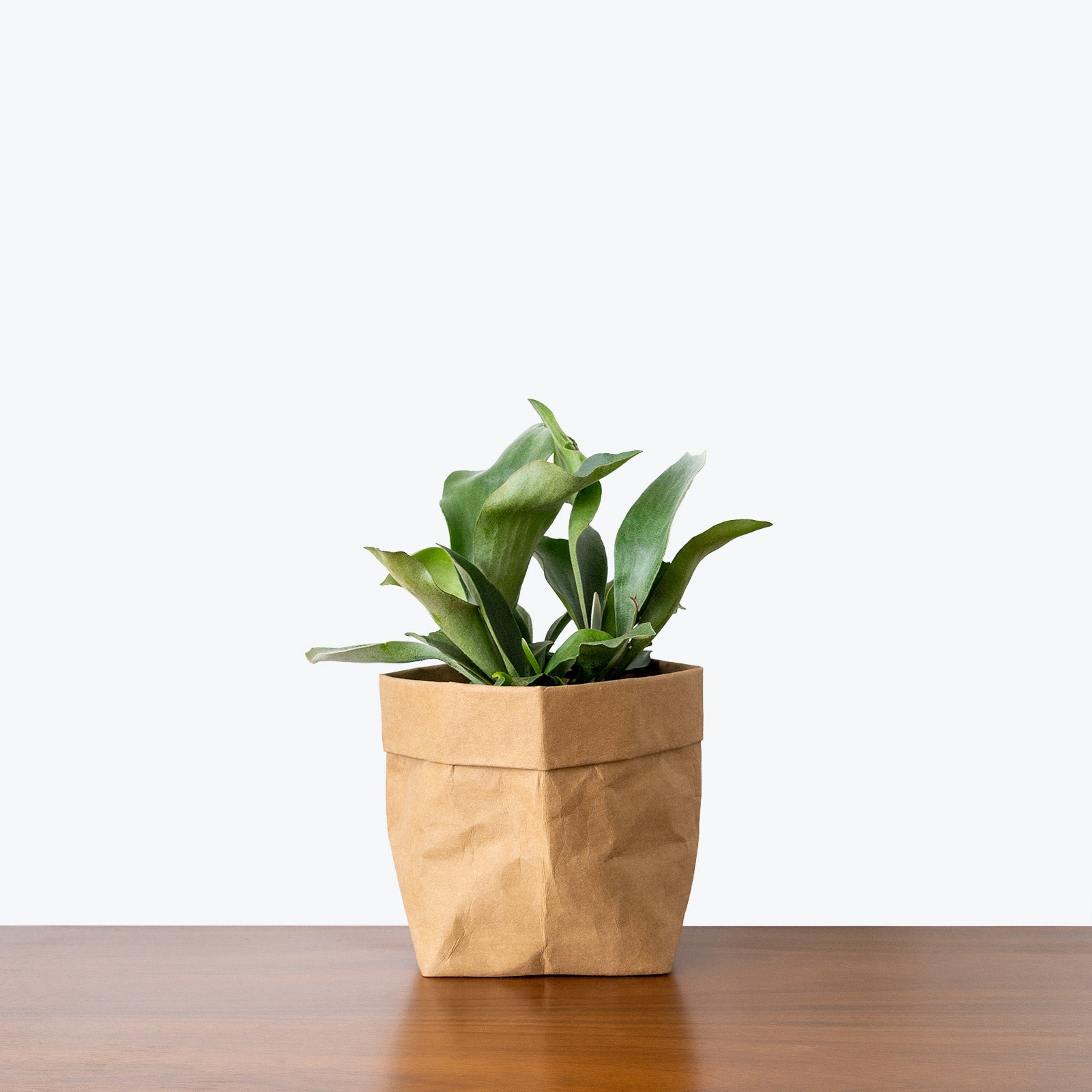 Staghorn Fern - Platycerium Bifurcatum - House Plants Delivery Toronto - JOMO Studio