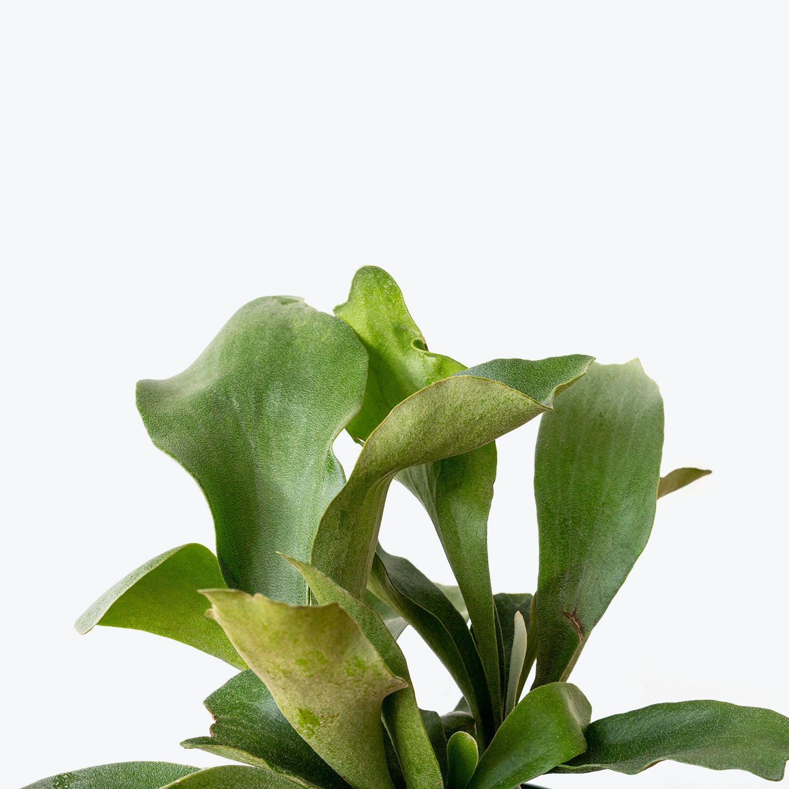Staghorn Fern | Platycerium Bifurcatum | Care Guide and Pro Tips - Delivery from Toronto across Canada - JOMO Studio