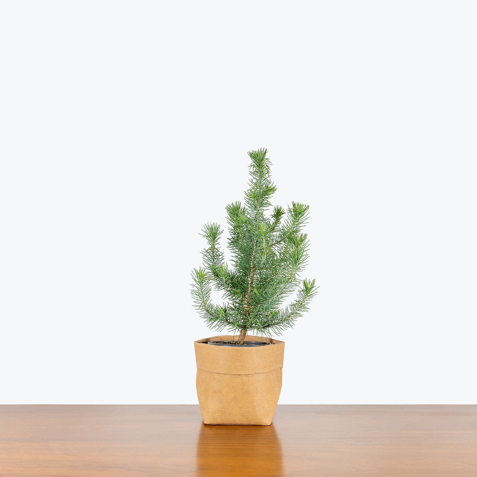 Pine Tree 3.5 to 5 4/Pkg