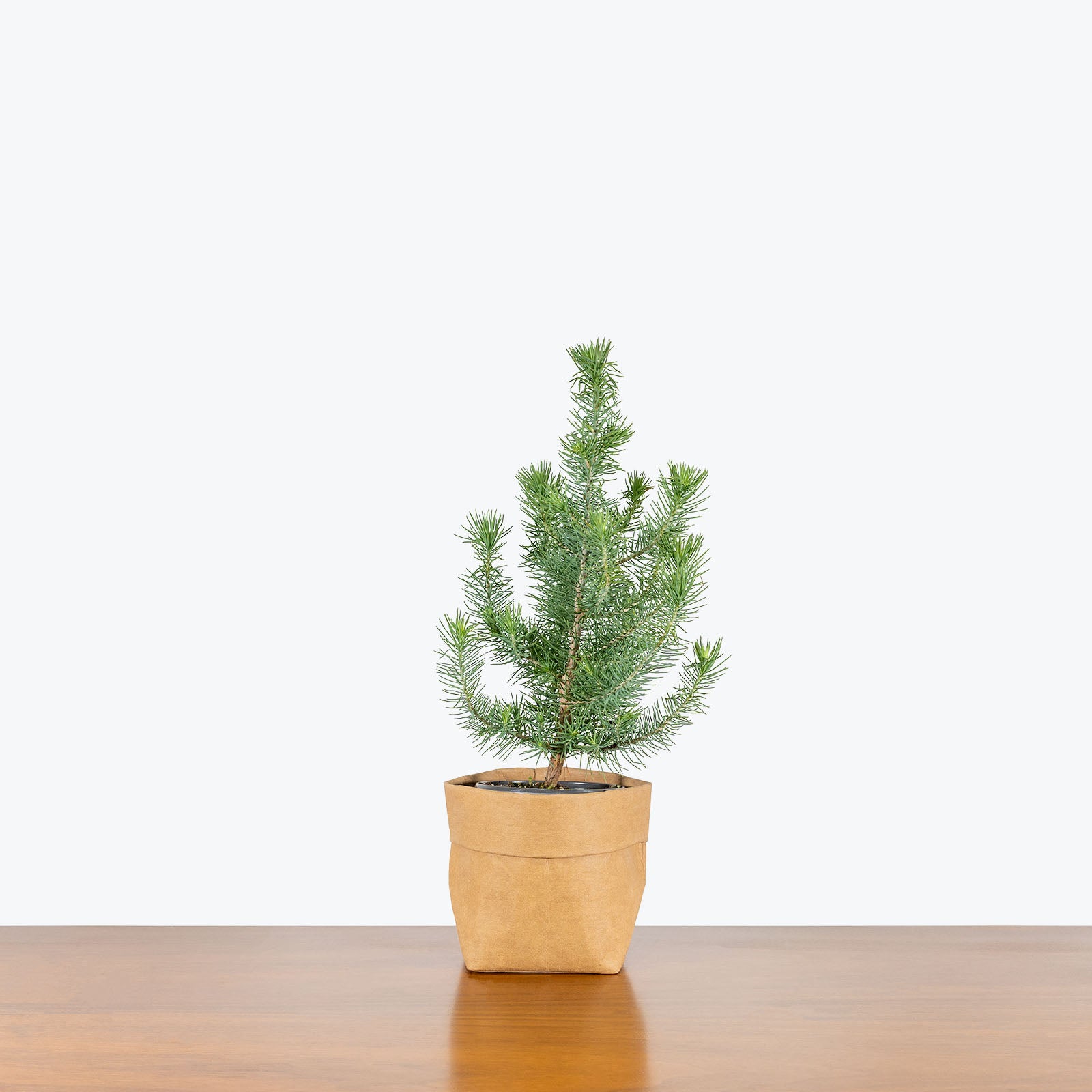 Stone Pine - House Plants Delivery Toronto - JOMO Studio