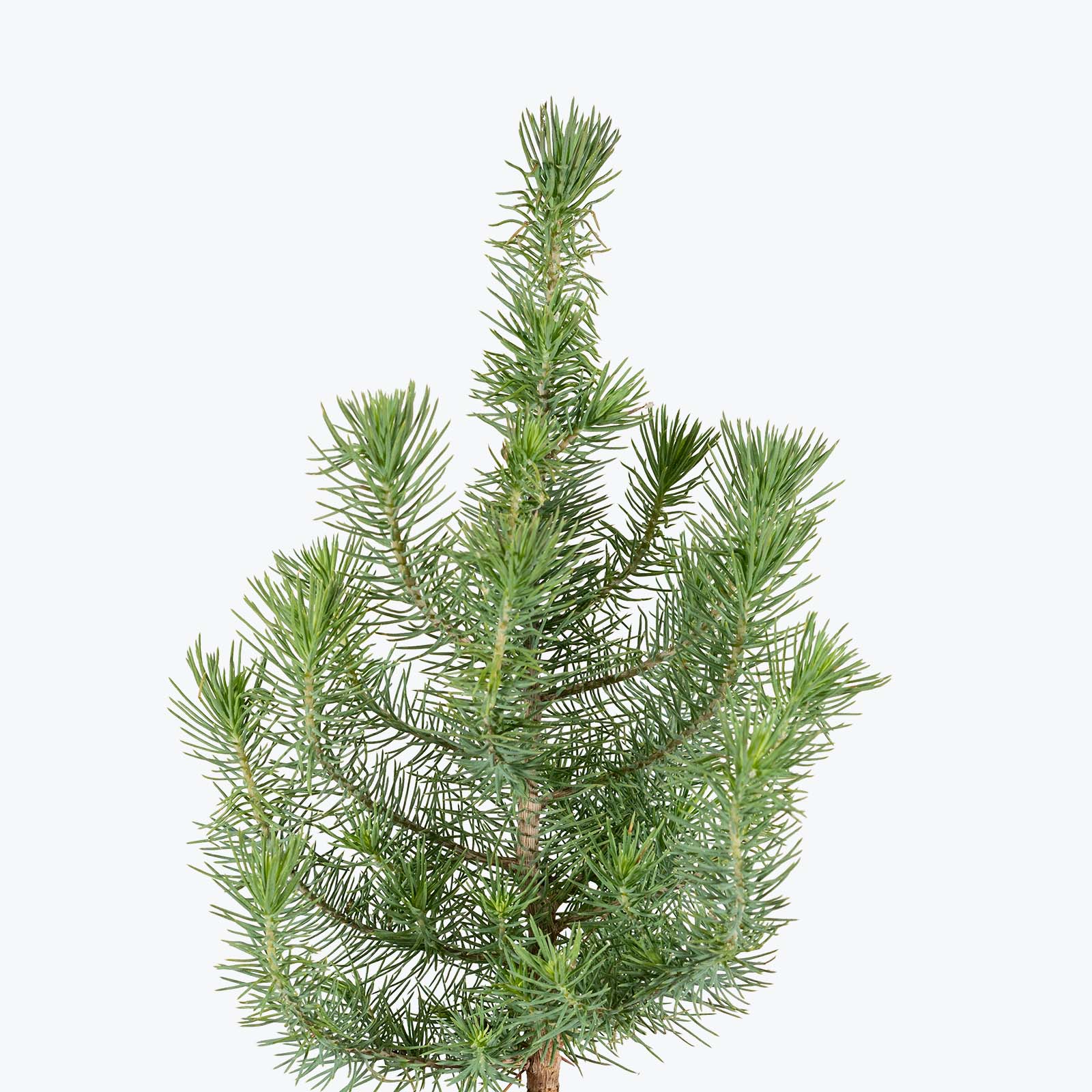 Stone Pine - House Plants Delivery Toronto - JOMO Studio