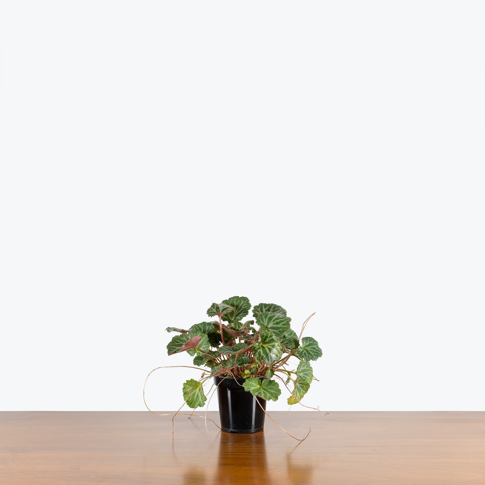 Strawberry Begonia - House Plants Delivery Toronto - JOMO Studio