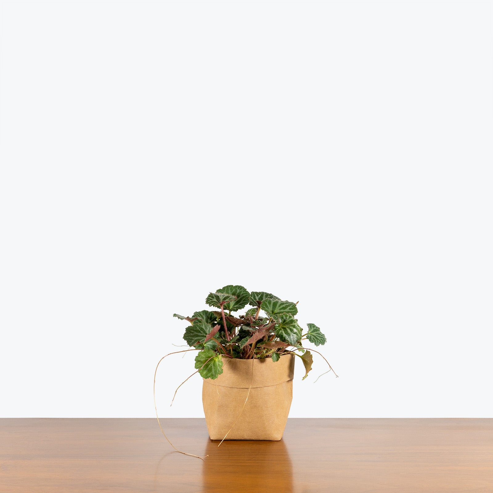 Strawberry Begonia - House Plants Delivery Toronto - JOMO Studio