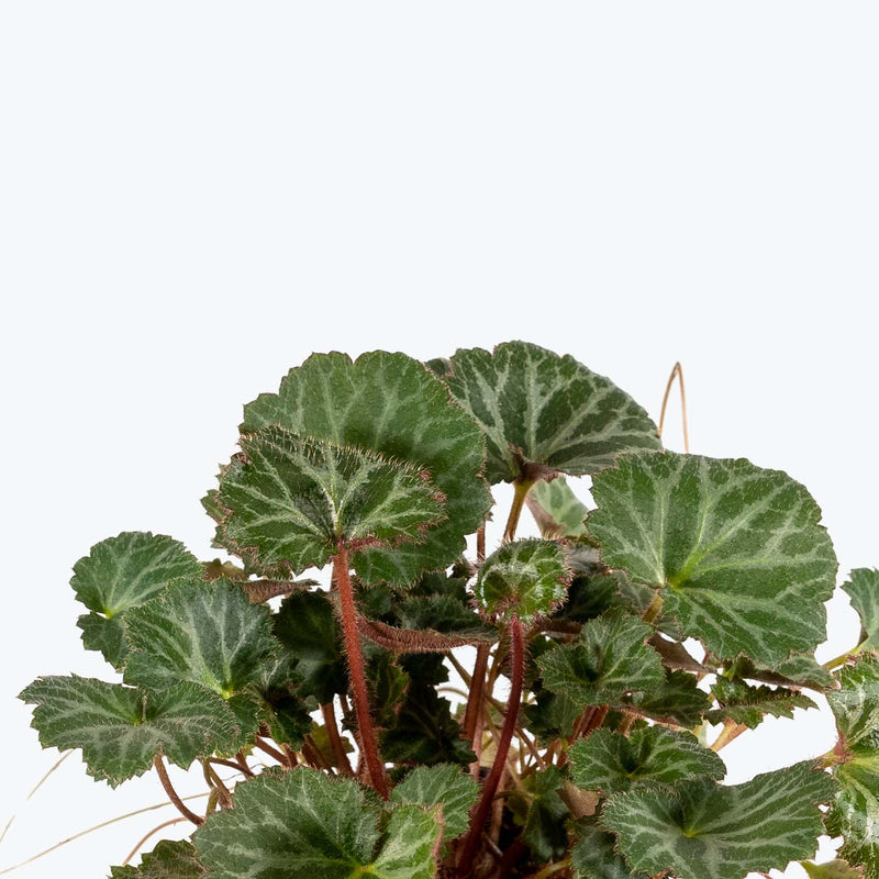 Strawberry Begonia - House Plants Delivery Toronto - JOMO Studio