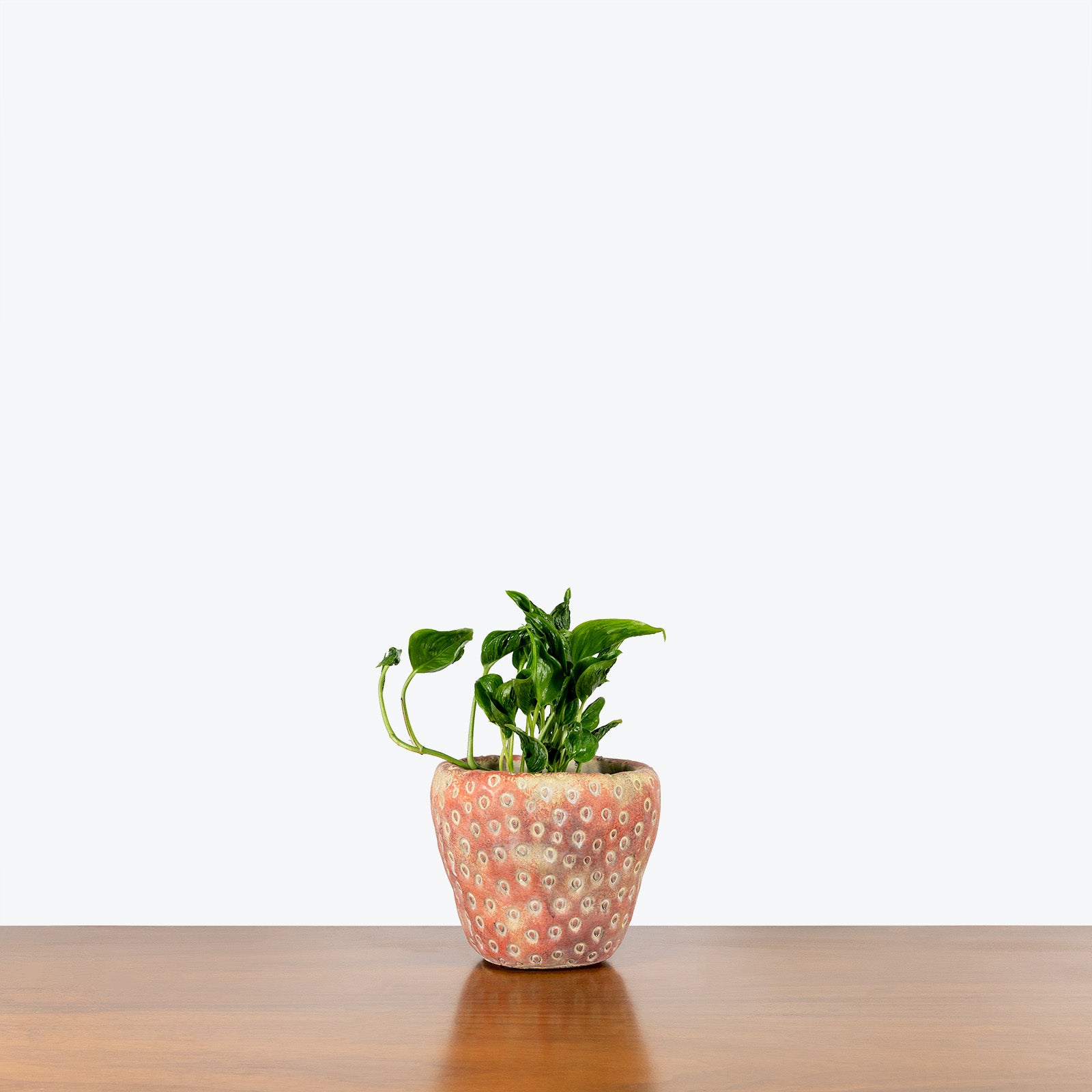 Strawberry Planter - House Plants Delivery Toronto - JOMO Studio