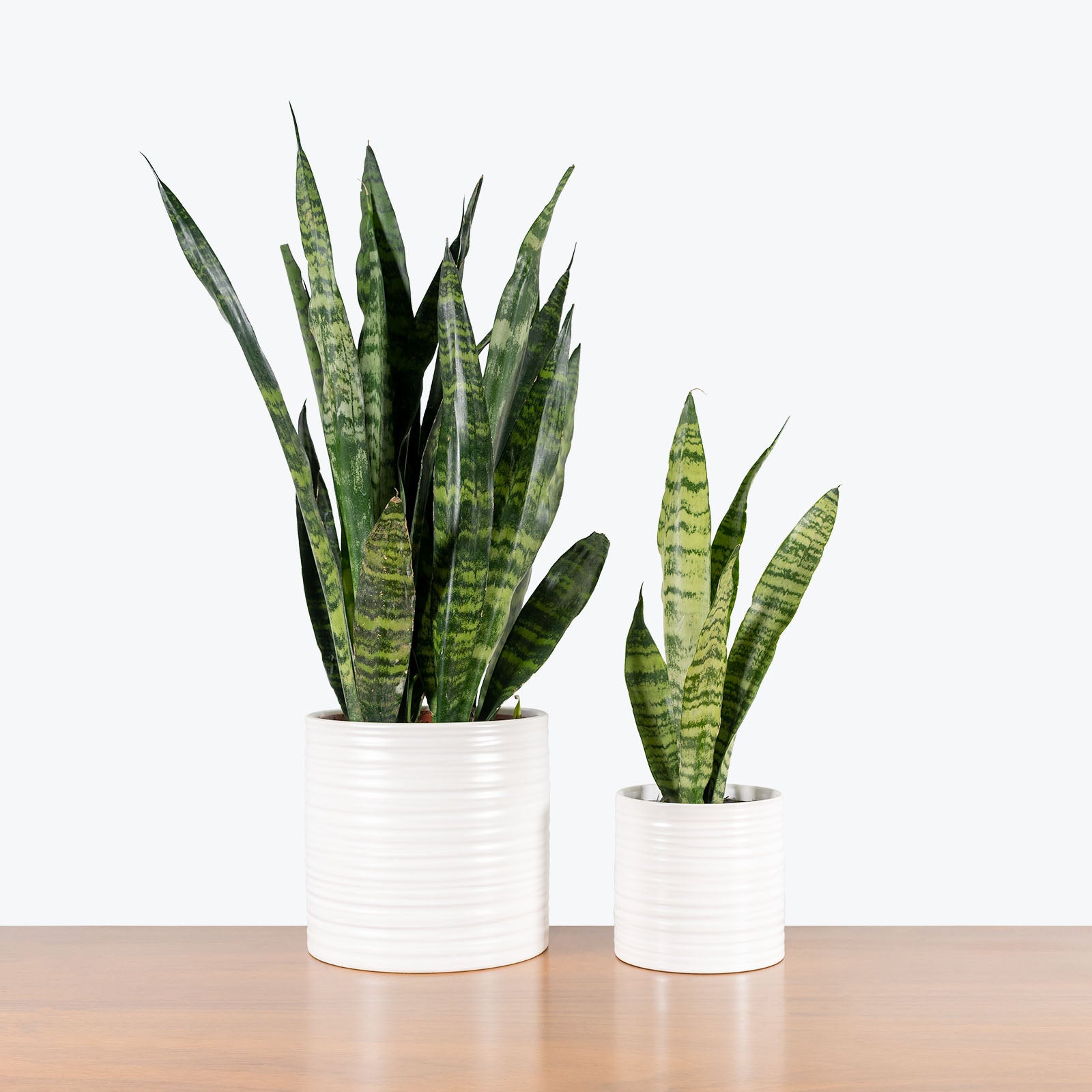 Striated Ceramic Planter - House Plants Delivery Toronto - JOMO Studio