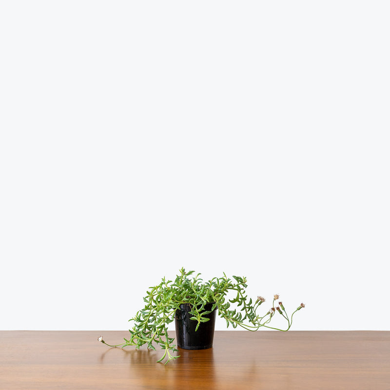 String of Dolphins - House Plants Delivery Toronto - JOMO Studio