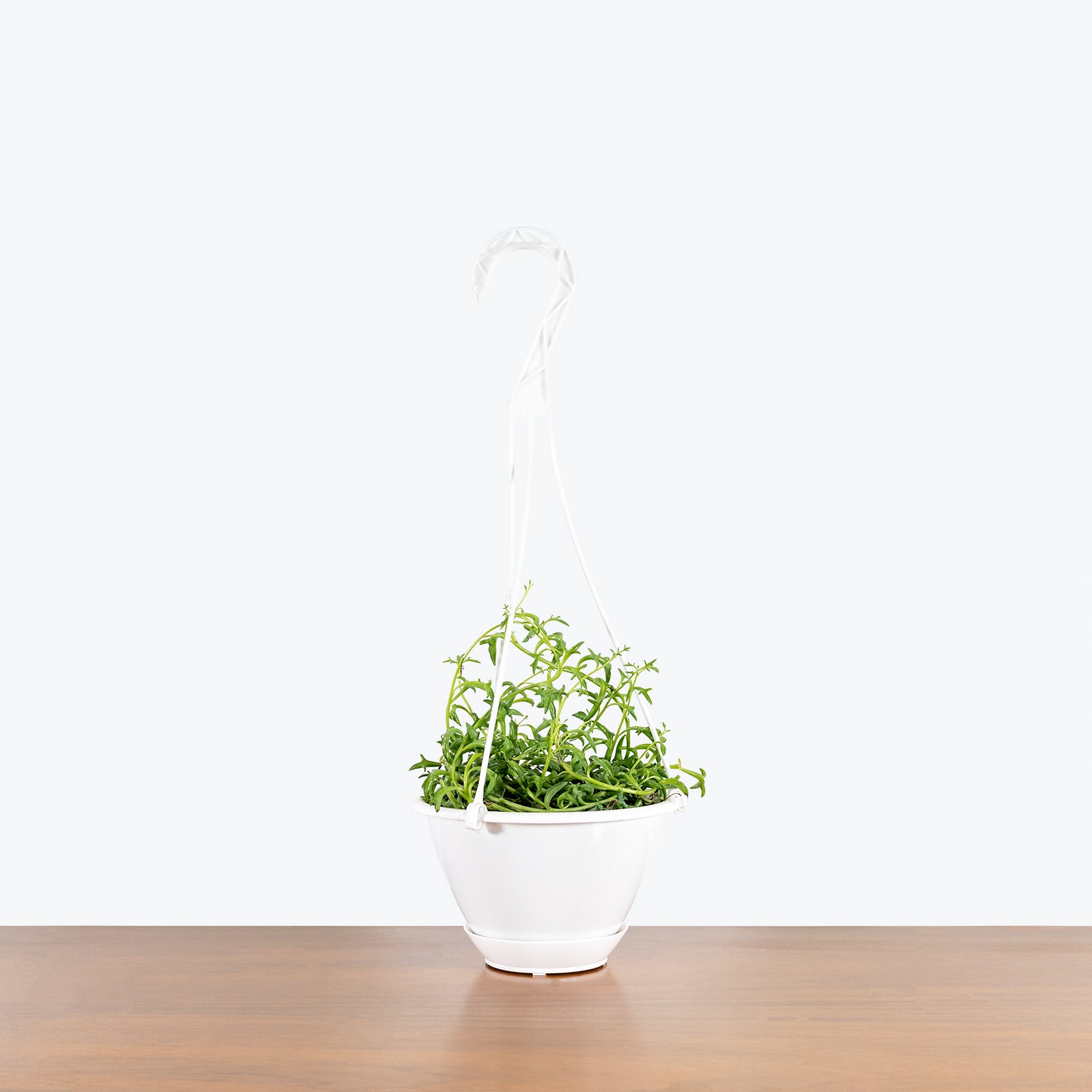 String of Dolphins - House Plants Delivery Toronto - JOMO Studio