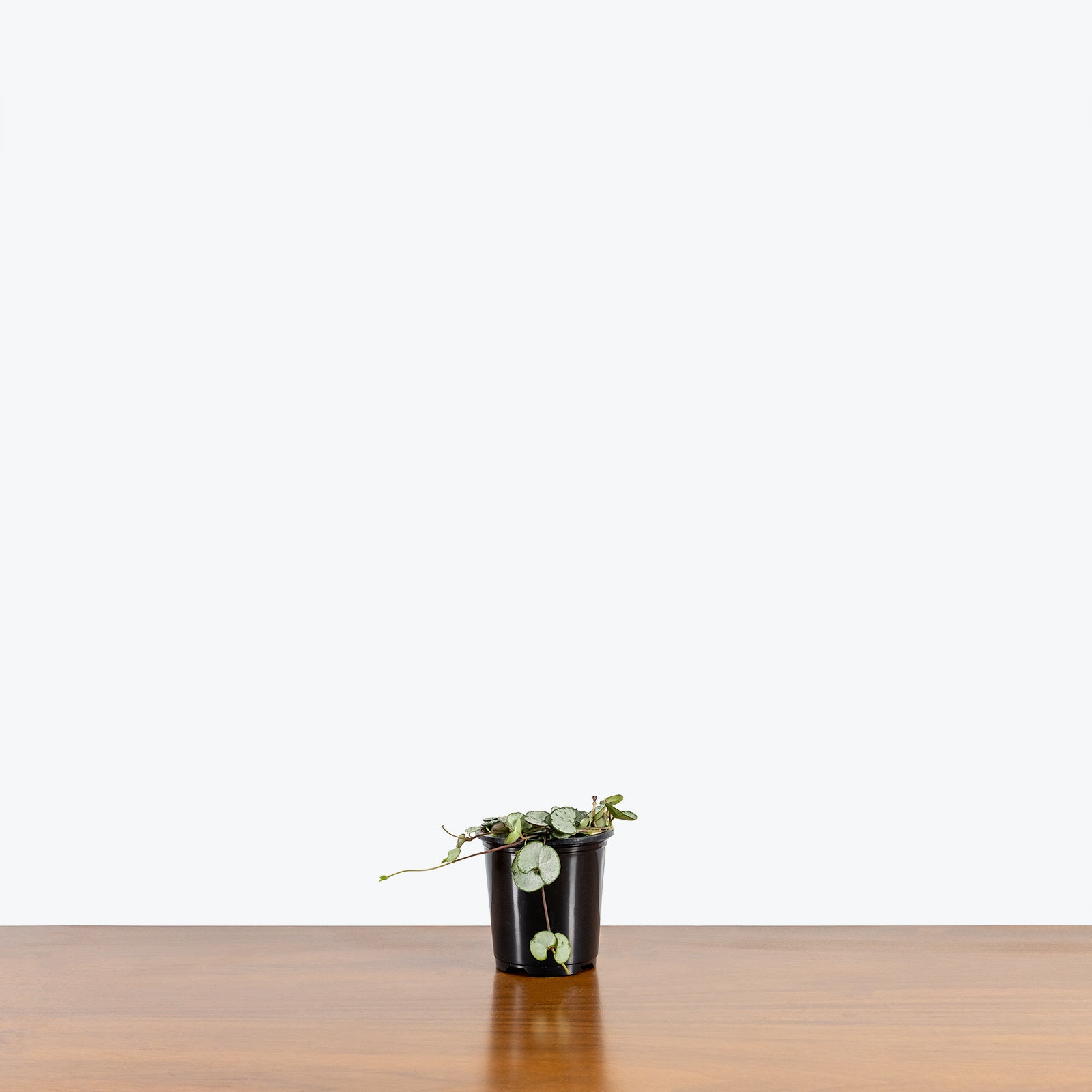 String of Hearts Silver Glory | Care Guide and Pro Tips - Delivery from Toronto across Canada - JOMO Studio