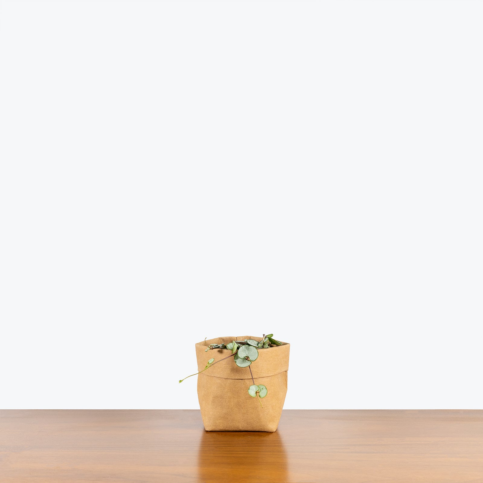 String of Hearts Silver Glory | Care Guide and Pro Tips - Delivery from Toronto across Canada - JOMO Studio