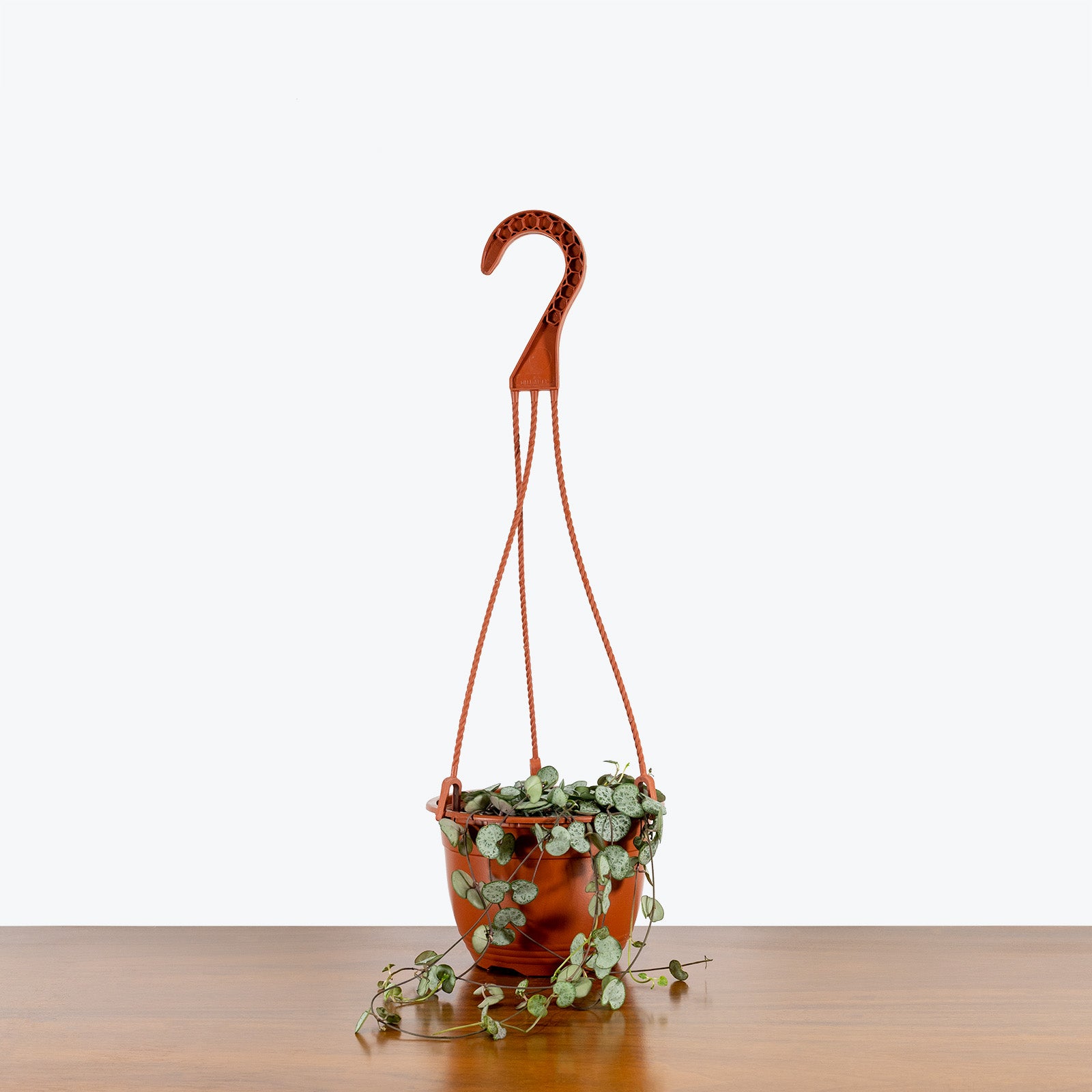 String of Hearts Silver Glory | Care Guide and Pro Tips - Delivery from Toronto across Canada - JOMO Studio
