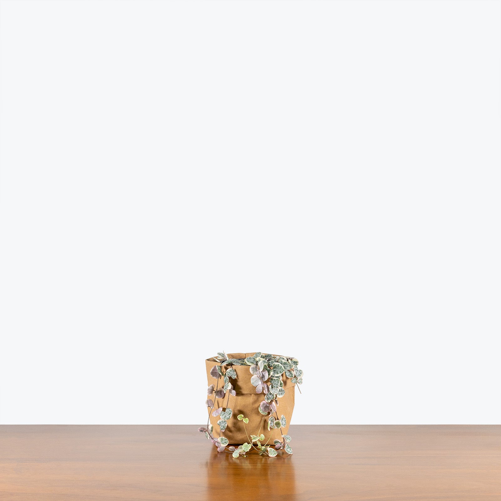 String of Hearts Variegata | Care Guide and Pro Tips - Delivery from Toronto across Canada - JOMO Studio