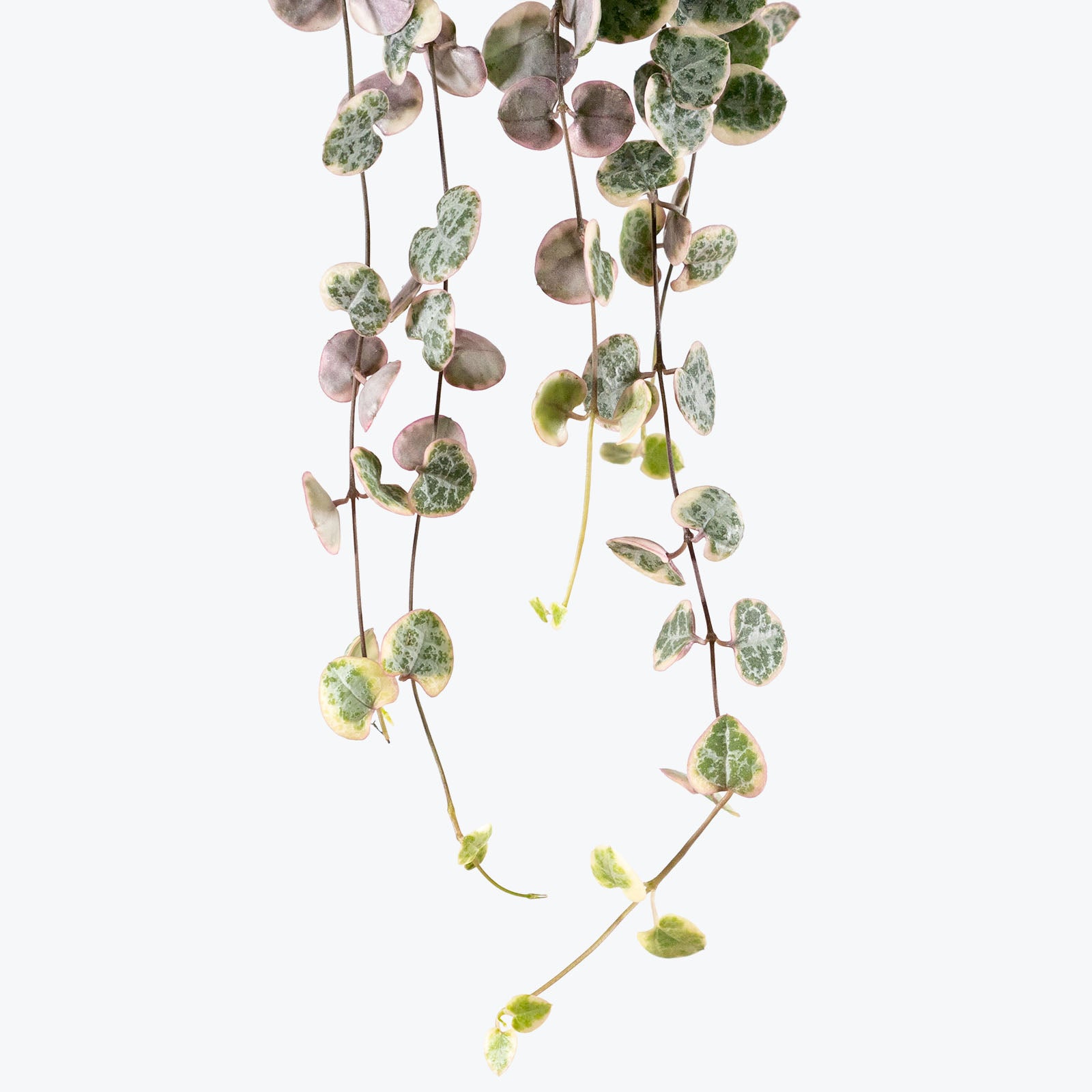 String of Hearts Variegata | Care Guide and Pro Tips - Delivery from Toronto across Canada - JOMO Studio