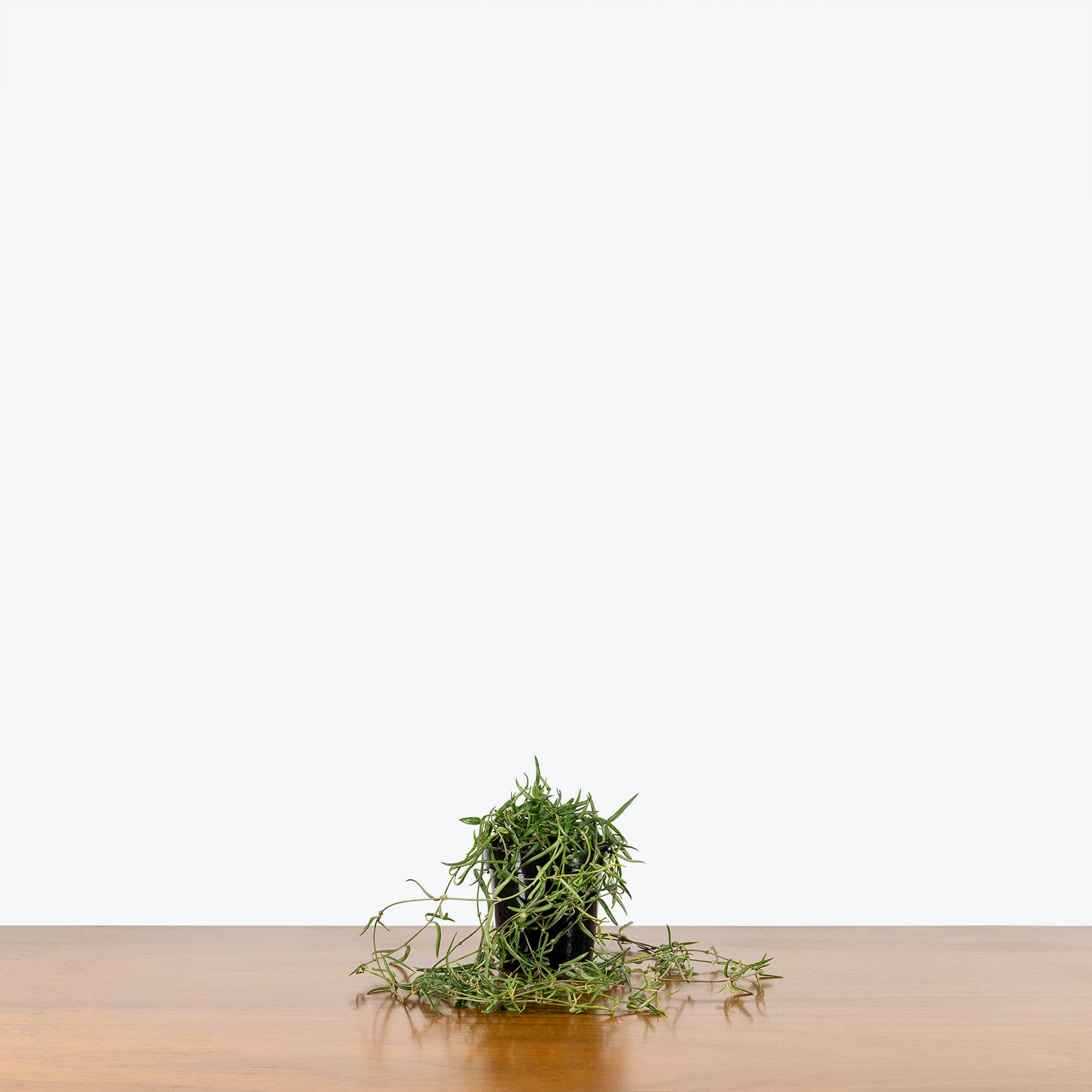 String of Needles - Ceropegia Linearis - House Plants Delivery Toronto - JOMO Studio