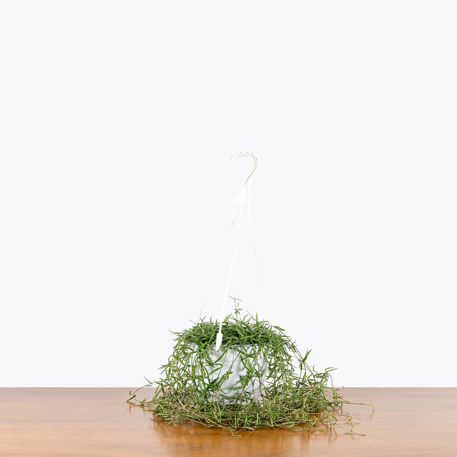 String of Needles - Ceropegia Linearis - House Plants Delivery Toronto - JOMO Studio