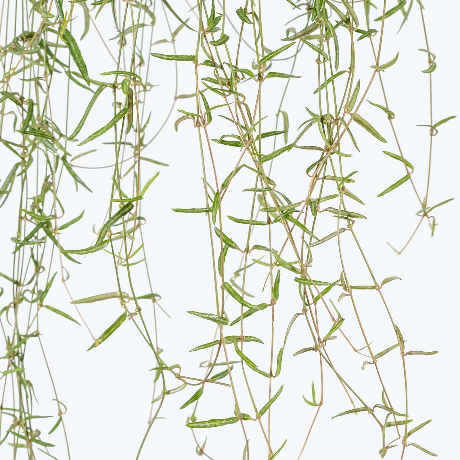 String of Needles - Ceropegia Linearis - House Plants Delivery Toronto - JOMO Studio