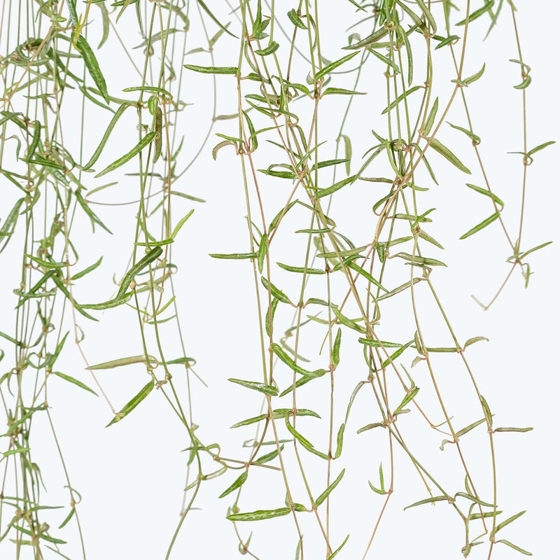 String of Needles - Ceropegia Linearis - House Plants Delivery Toronto - JOMO Studio