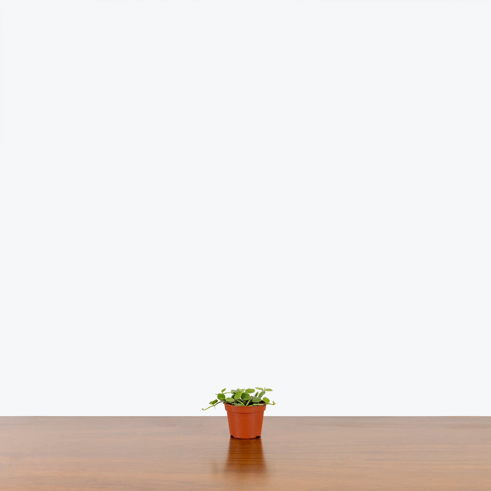 String of Nickels - Dischidia nummularia - House Plants Delivery Toronto - JOMO Studio