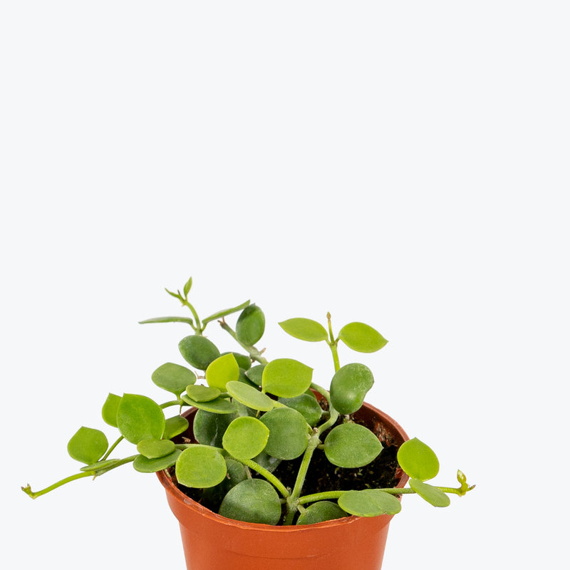 String of Nickels - Dischidia nummularia - House Plants Delivery Toronto - JOMO Studio