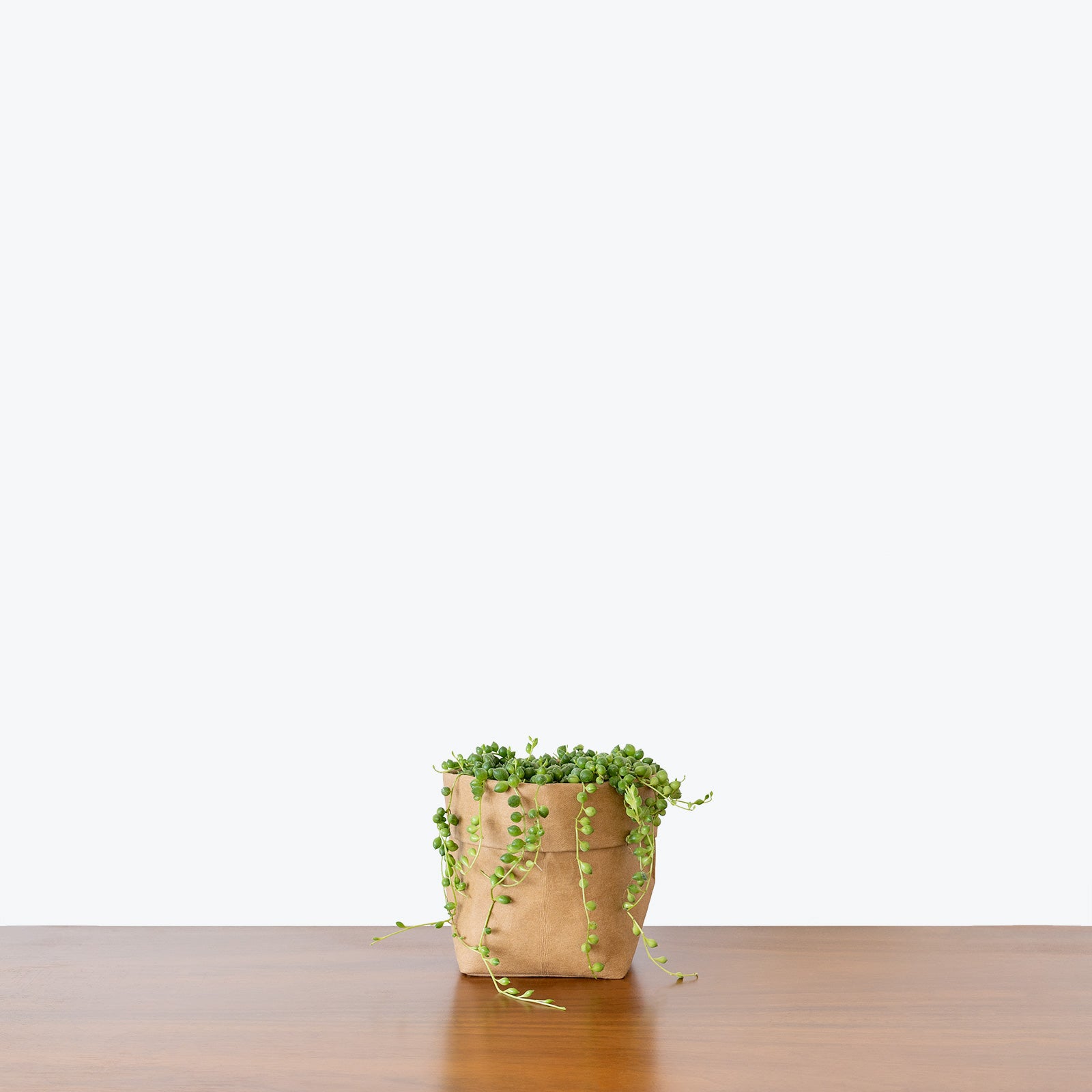 String of Pearls - Senecio Rowleyanus - House Plants Delivery Toronto - JOMO Studio