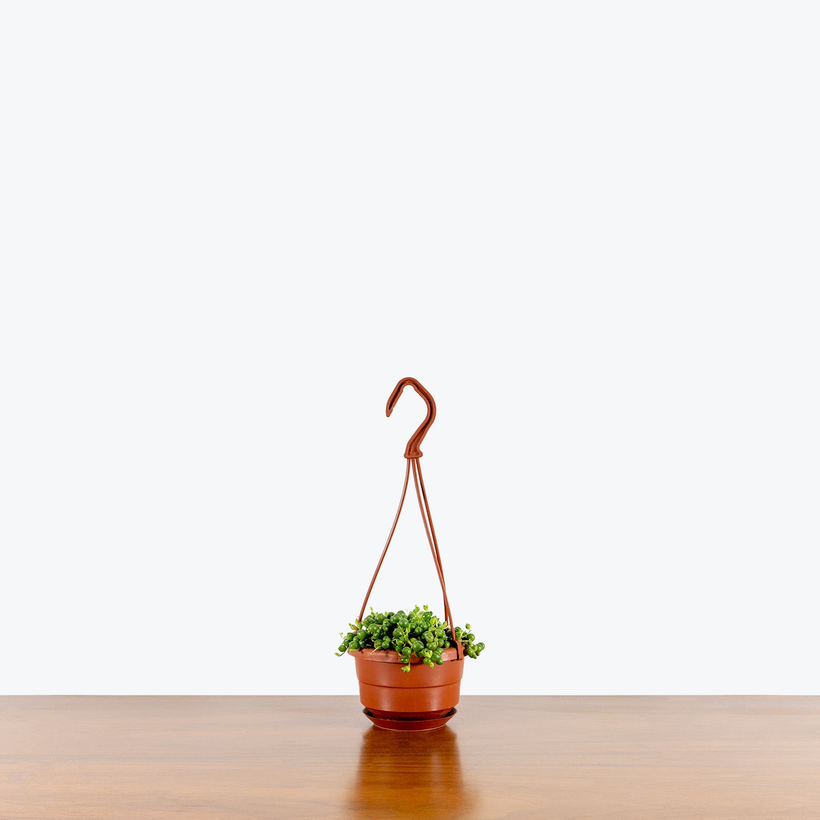 String of Pearls | Senecio Rowleyanus | Care Guide and Pro Tips - Delivery from Toronto across Canada - JOMO Studio