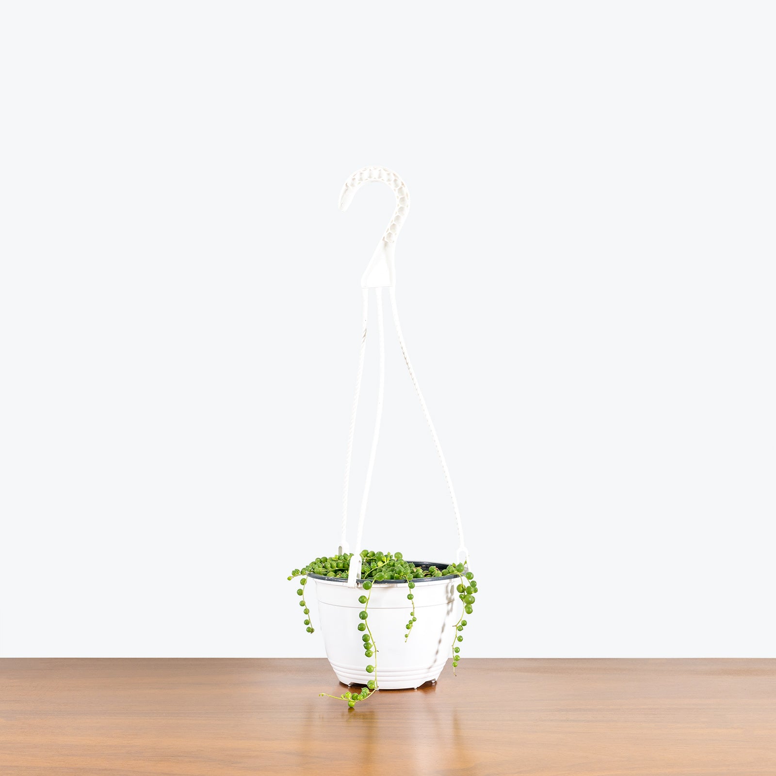 String of Pearls - Senecio Rowleyanus - House Plants Delivery Toronto - JOMO Studio