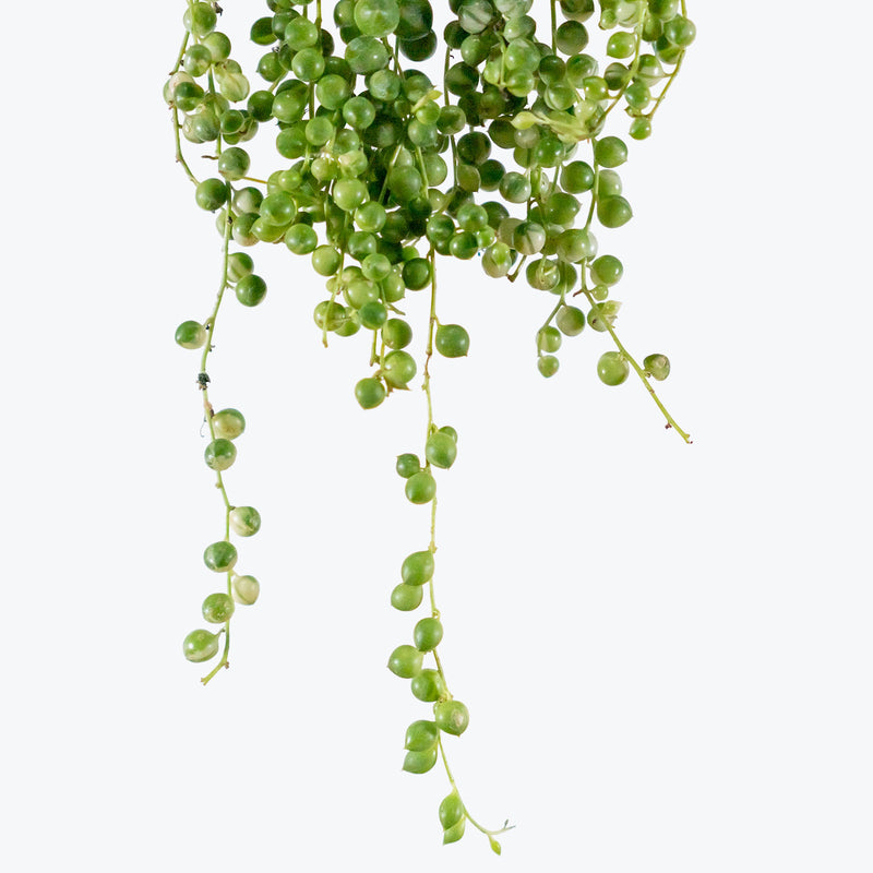 Variegated String of Pearls - Senecio Rowleyanus Variegata - House Plants Delivery Toronto - JOMO Studio