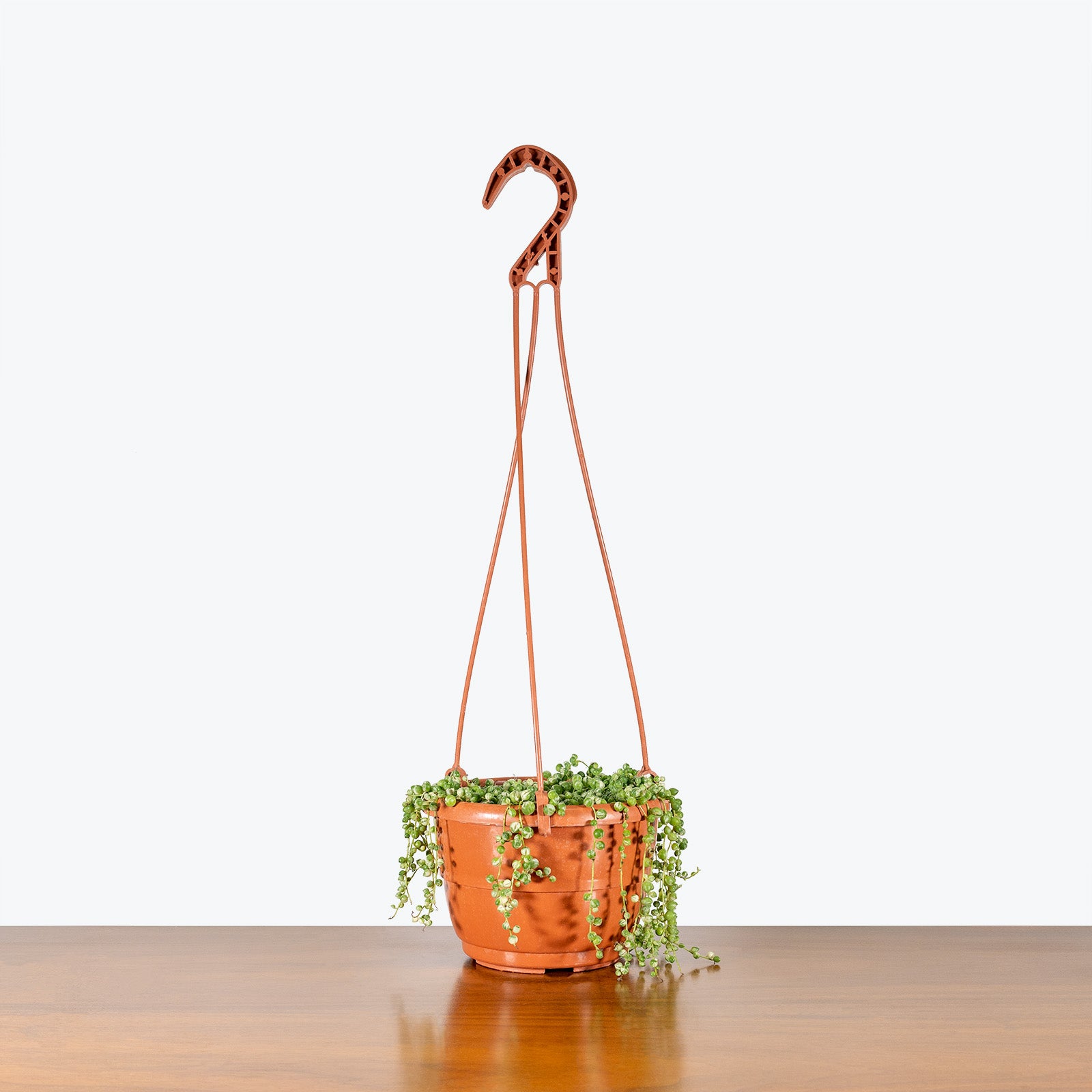 Variegated String of Pearls | Senecio Rowleyanus Variegata | Care Guide and Pro Tips - Delivery from Toronto across Canada - JOMO Studio