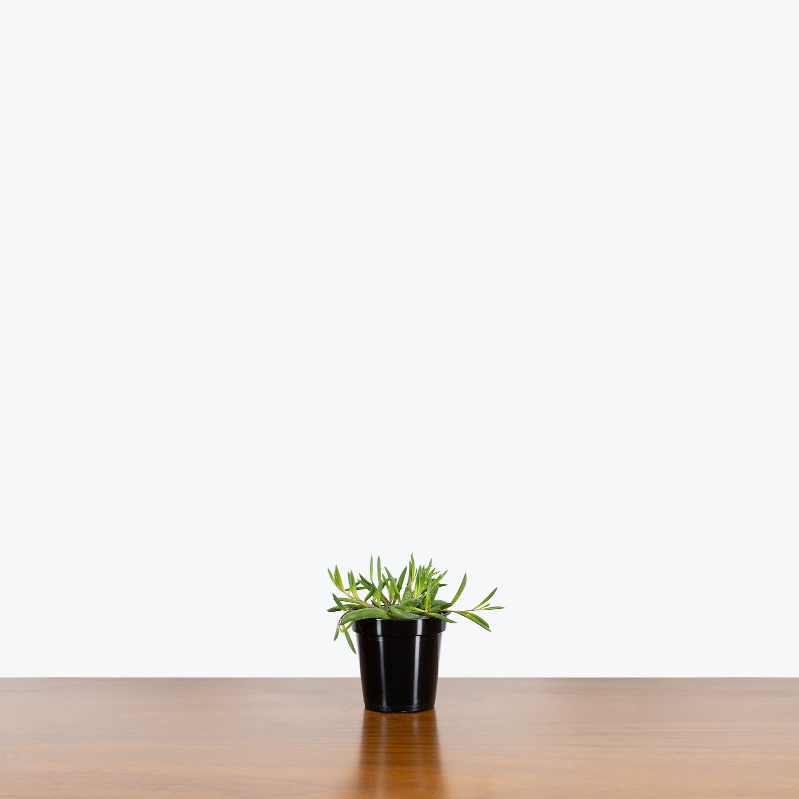 String of Pickles - Senecio Herreianus Purple Flush - House Plants Delivery Toronto - JOMO Studio