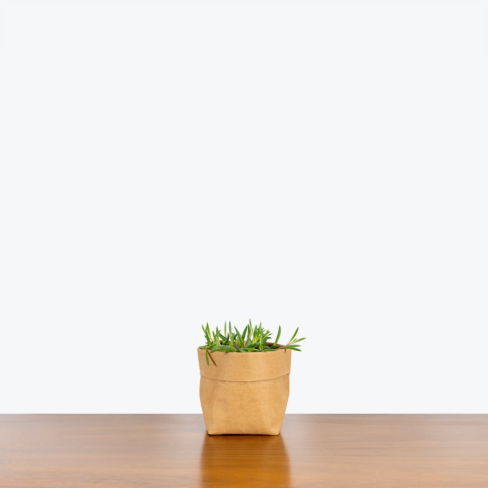 String of Pickles - Senecio Herreianus Purple Flush - House Plants Delivery Toronto - JOMO Studio