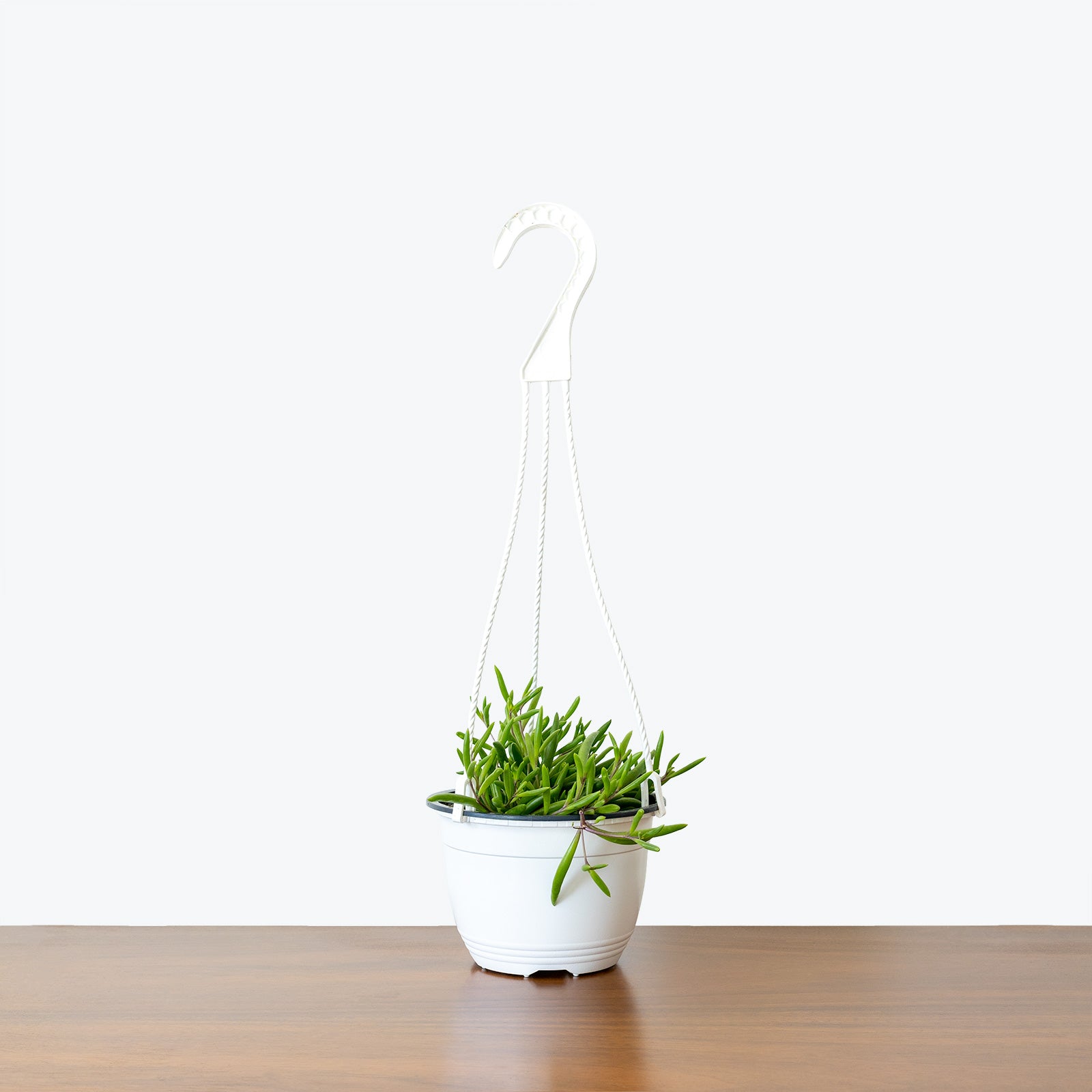 String of Pickles - Senecio Herreianus Purple Flush - House Plants Delivery Toronto - JOMO Studio