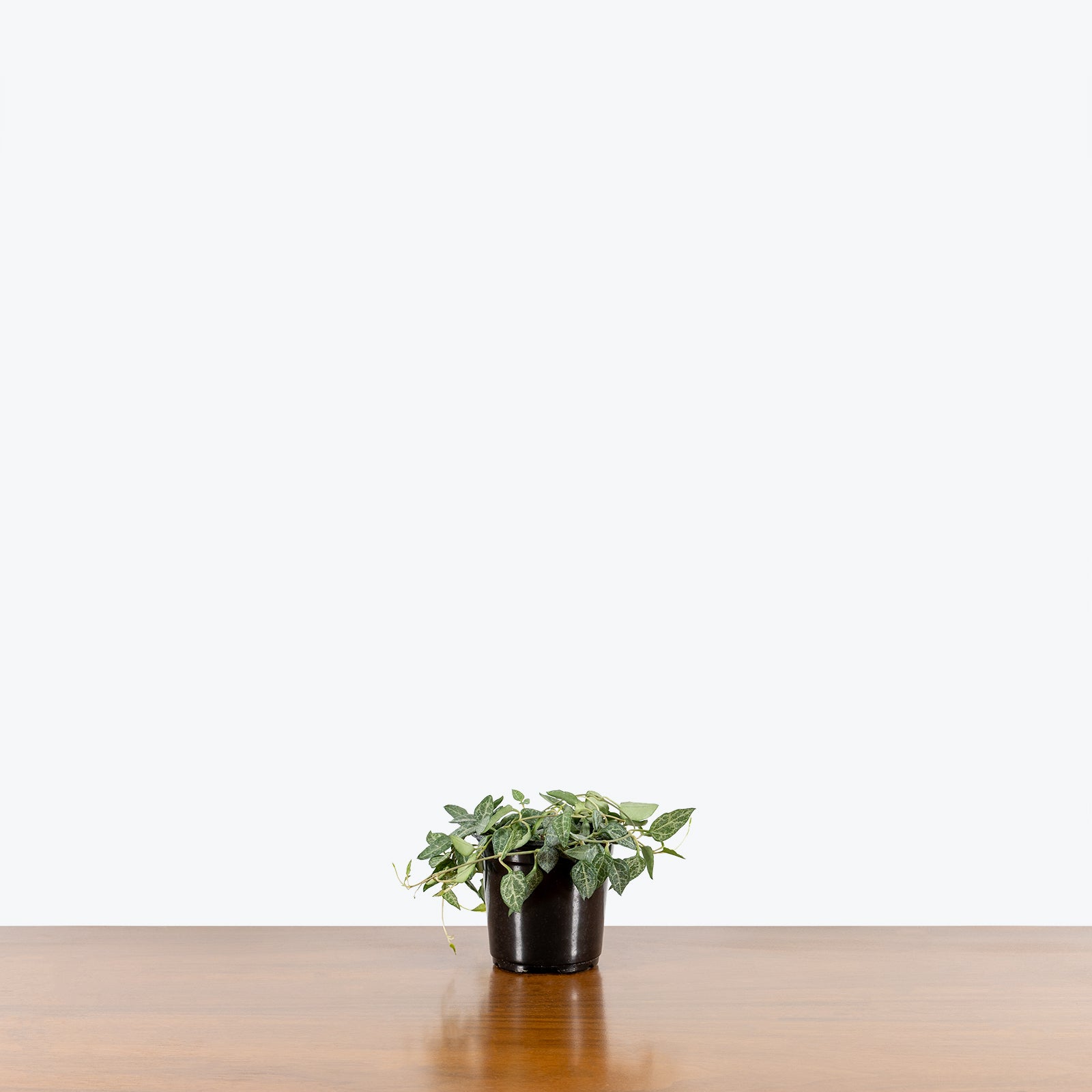 String of Spades | Ceropegia woodii Heartless | Care Guide and Pro Tips - Delivery from Toronto across Canada - JOMO Studio