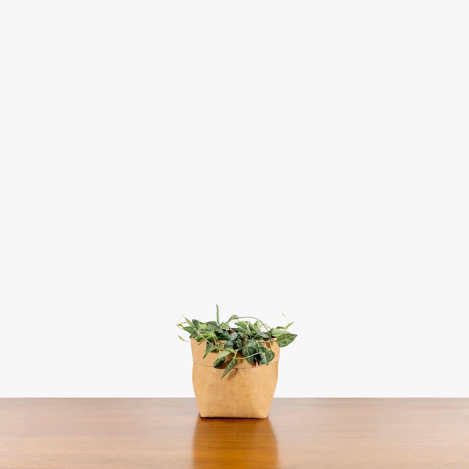 String of Spades Ceropegia woodii Heartless Care Guide and Pro Tips